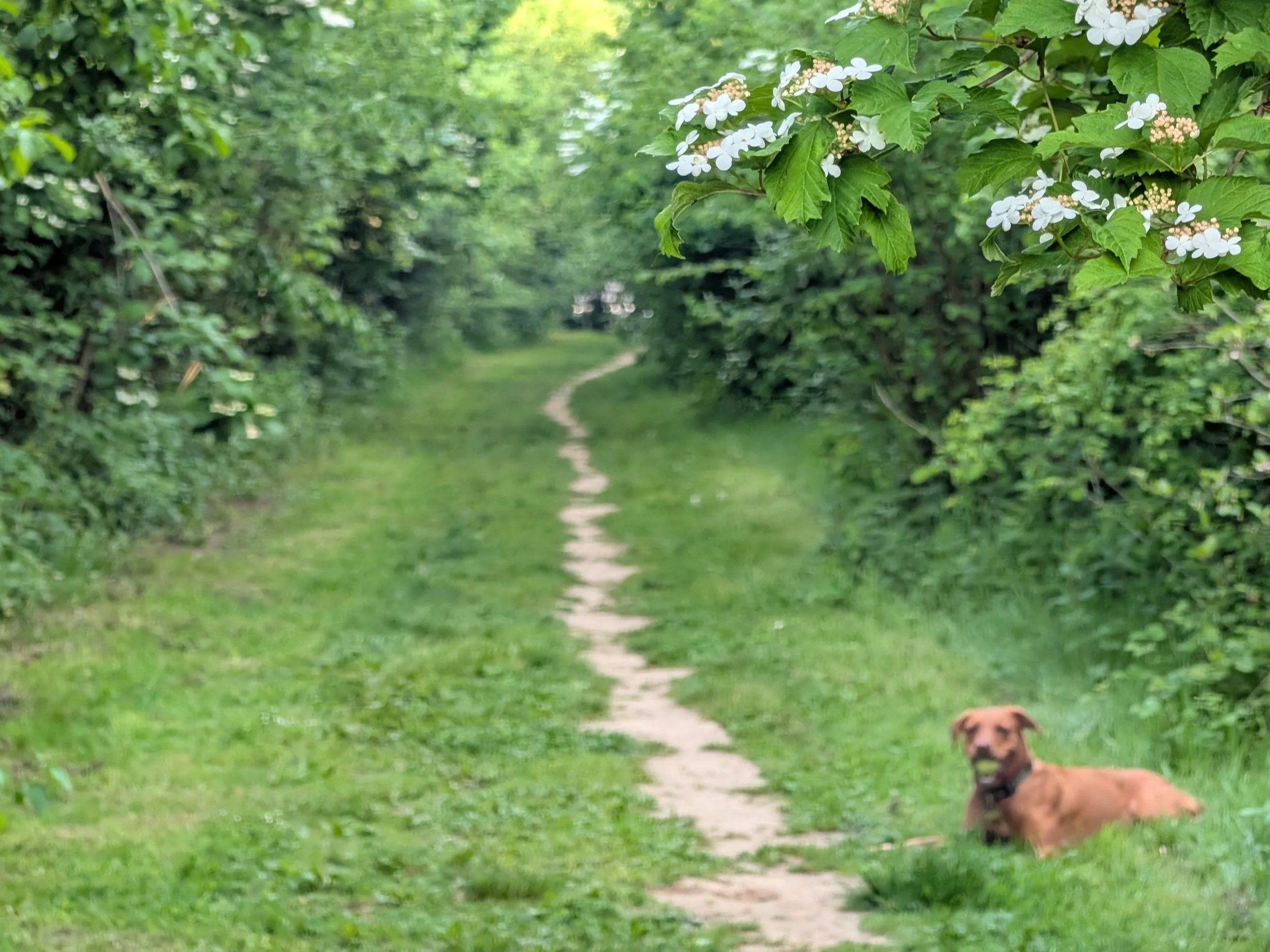 Jubilee Wood dog walking park Honton St George
