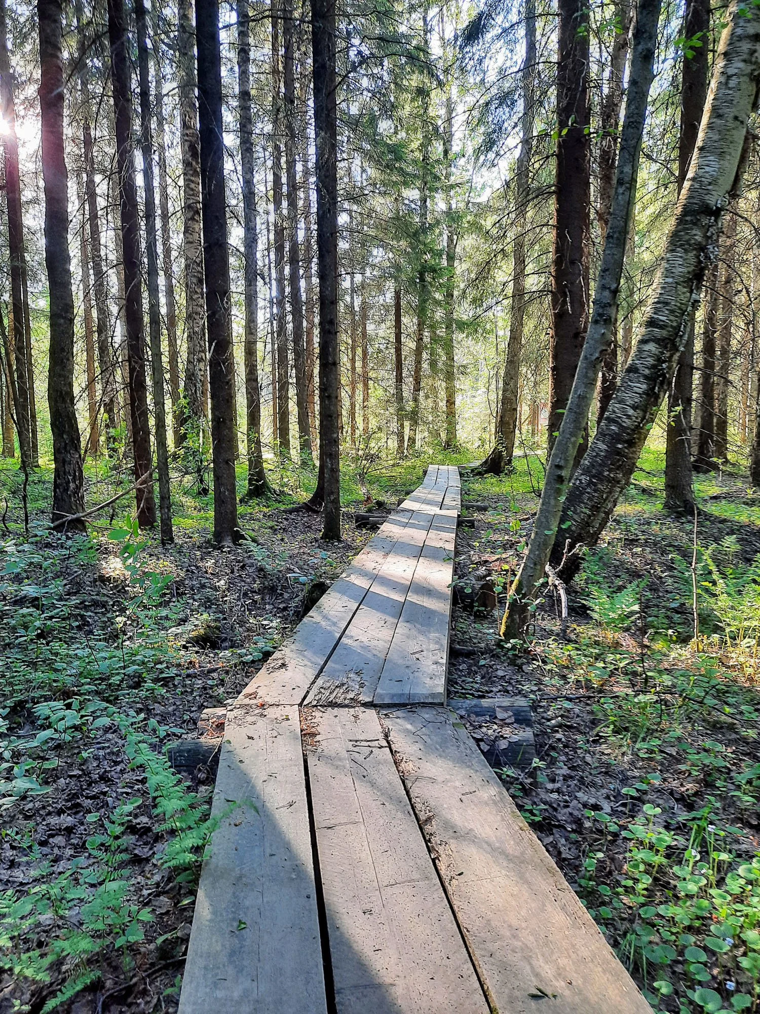 Metsässä kulkeva polku kuvastamassa matkaa urheilupsykologin valmennuksessa.