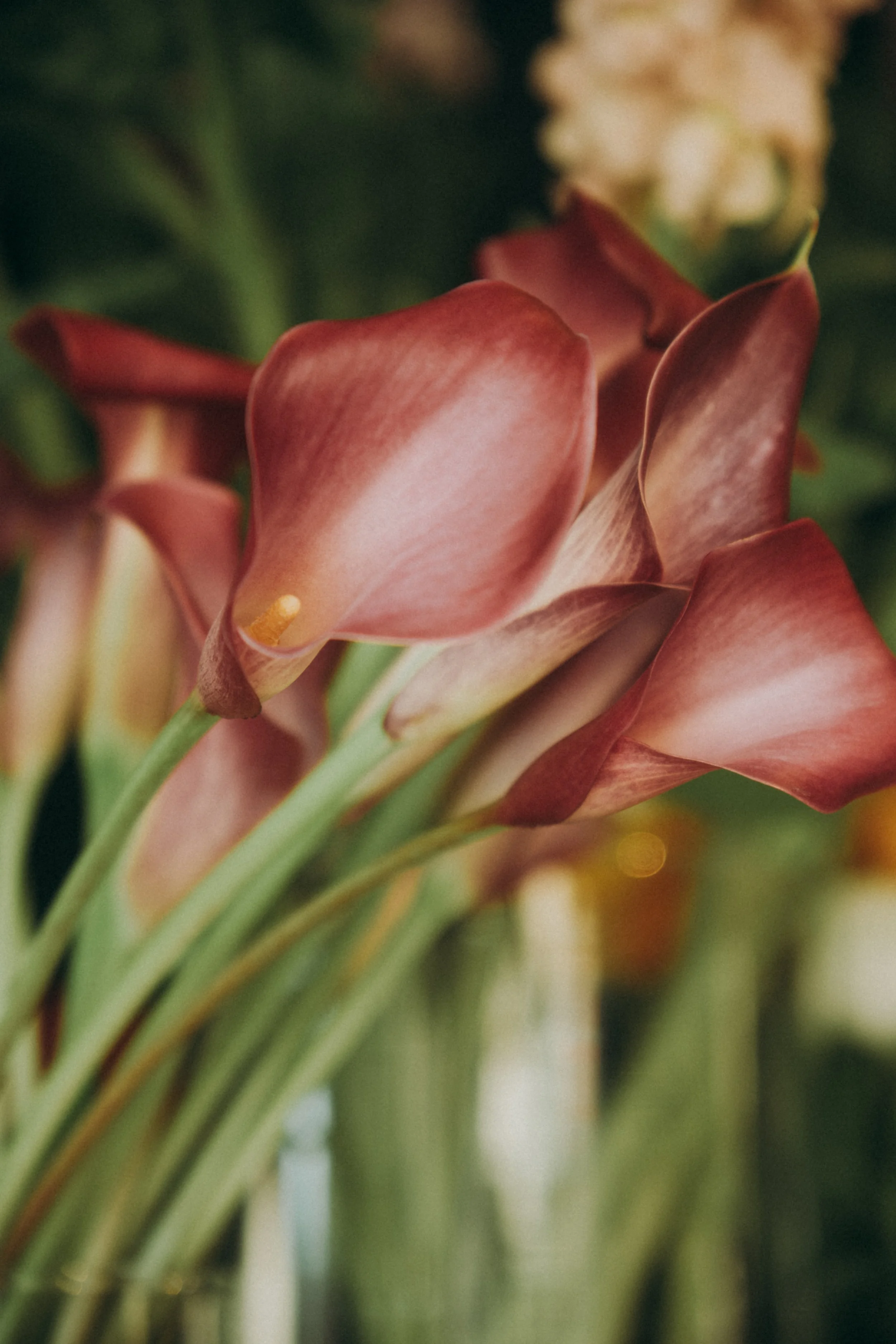 Fleurs de calla lily roses dans un bouquet
