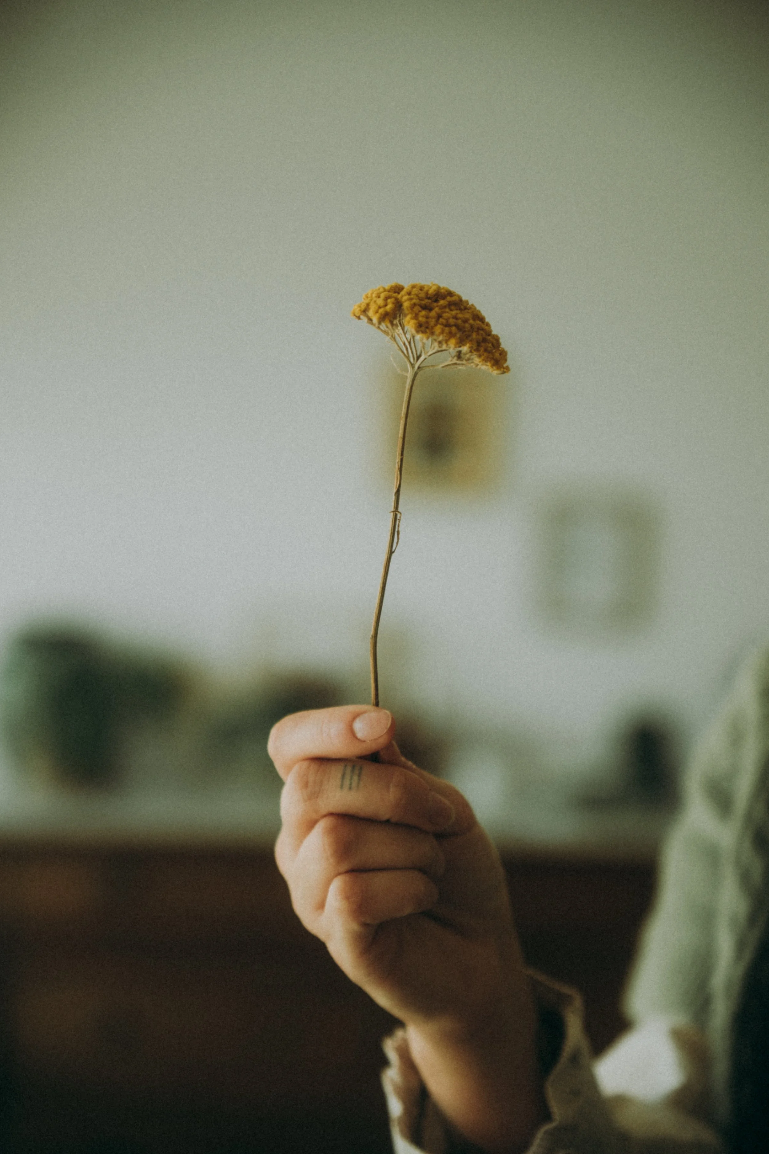 Une main tenant une fleur jaune fanée, avec un fond flou et neutre.