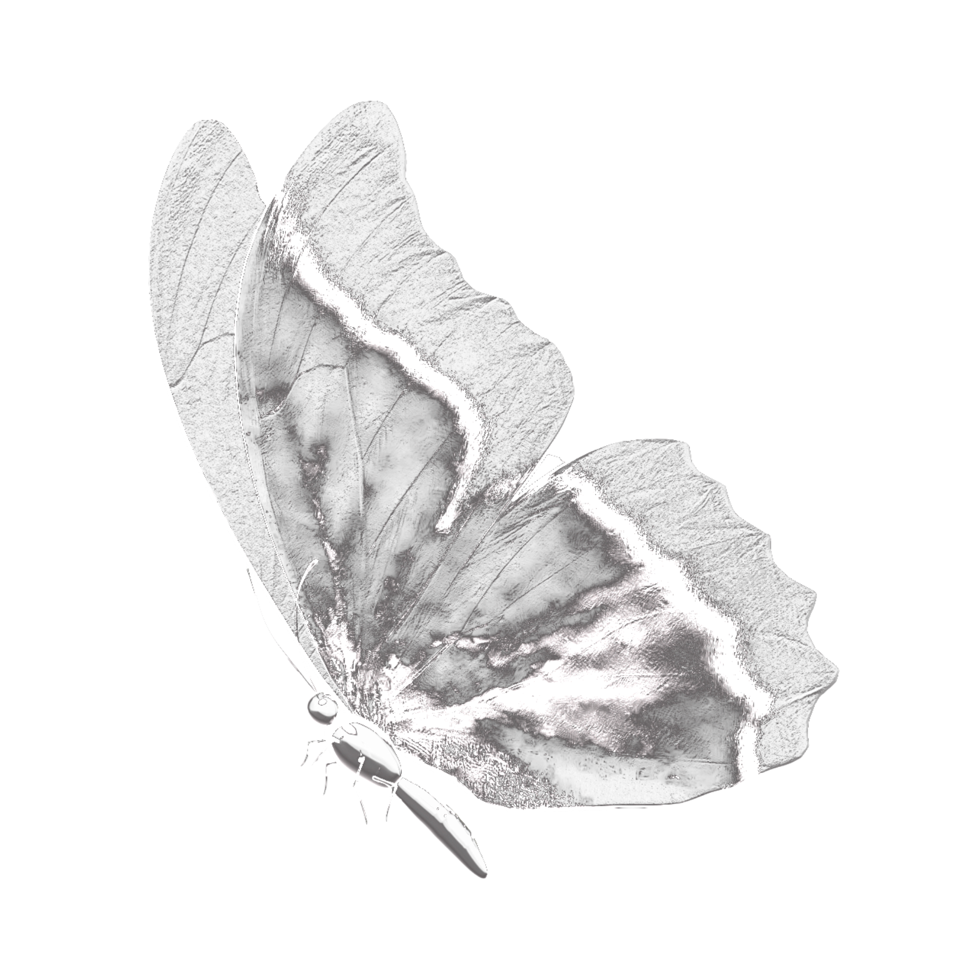 Un papillon en vol avec ses ailes déployées montrant des motifs en nuances de gris.