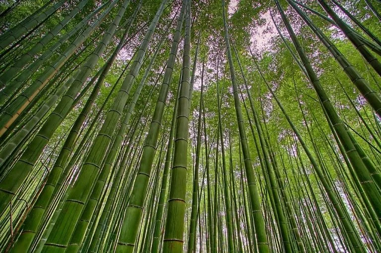Looking up at tall green bamboo stalks in a bamboo forest with a purple sky visible through the leaves.