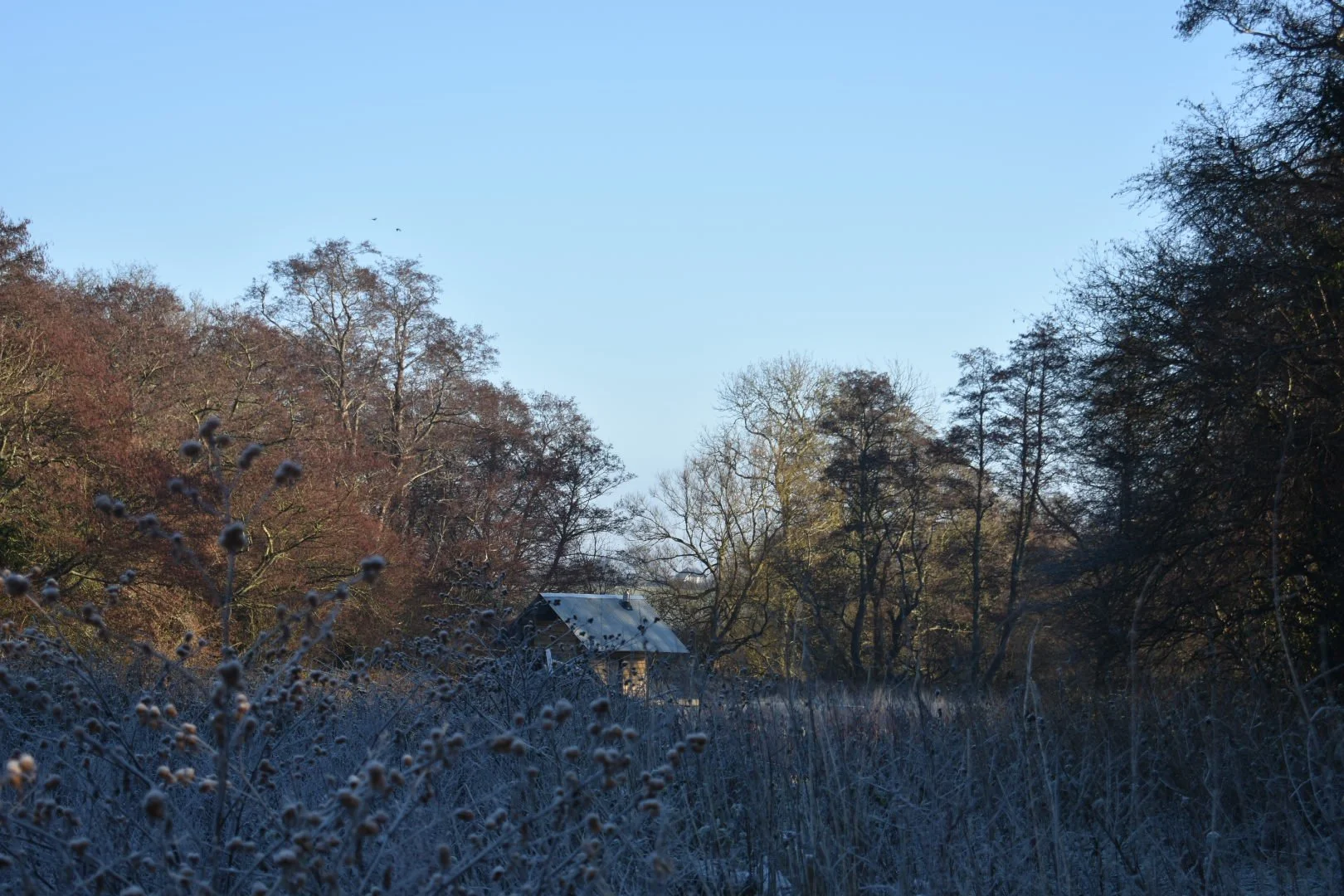 Winter scene with frosty grass and trees, small house with snow on roof, clear blue sky.