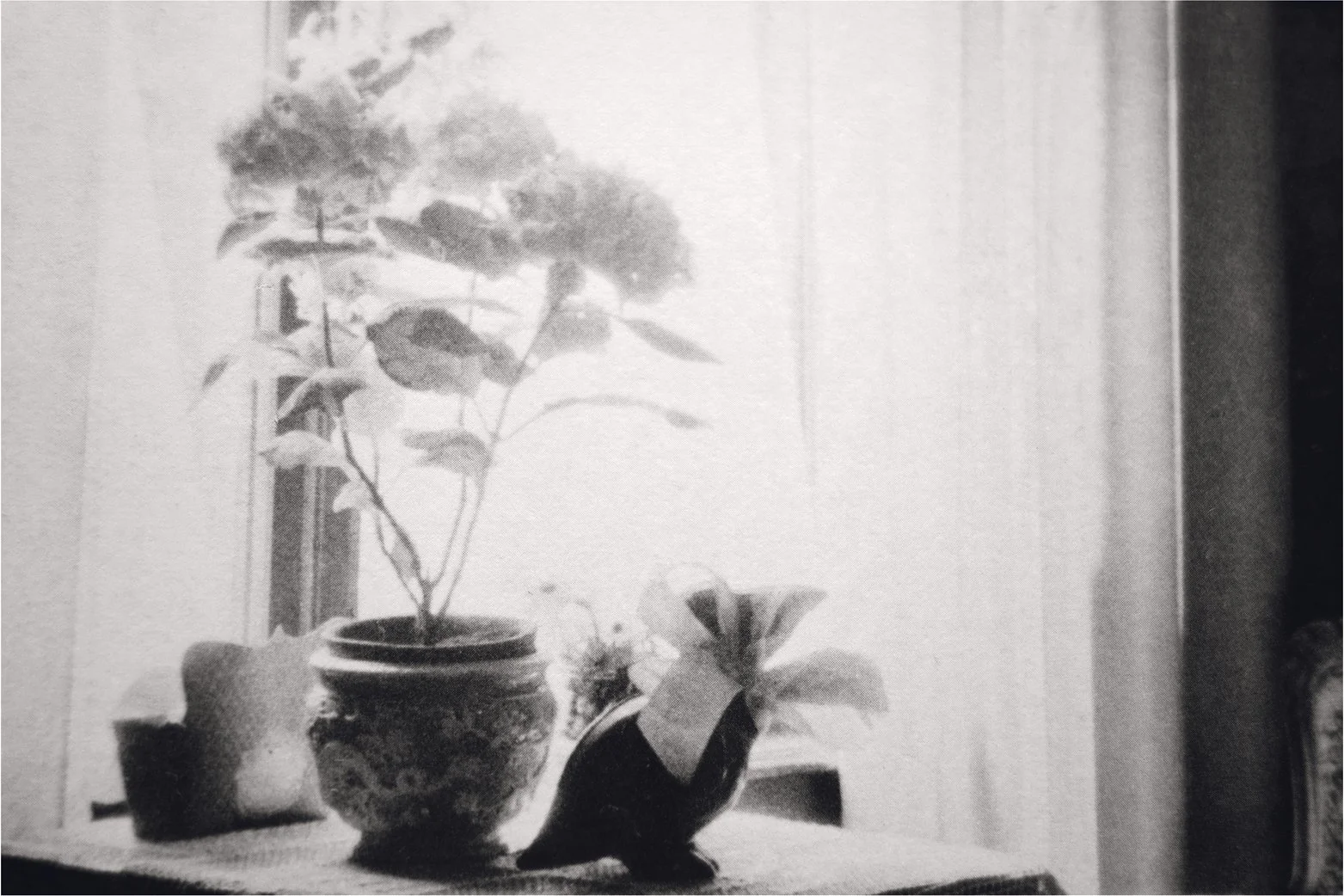 Prélèvement Freud, 2020
Archival print on Hahnemühle baryta paper
40 x 50 cm
Edition of 5 + 2AP