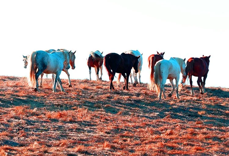 I’ll Meet You There