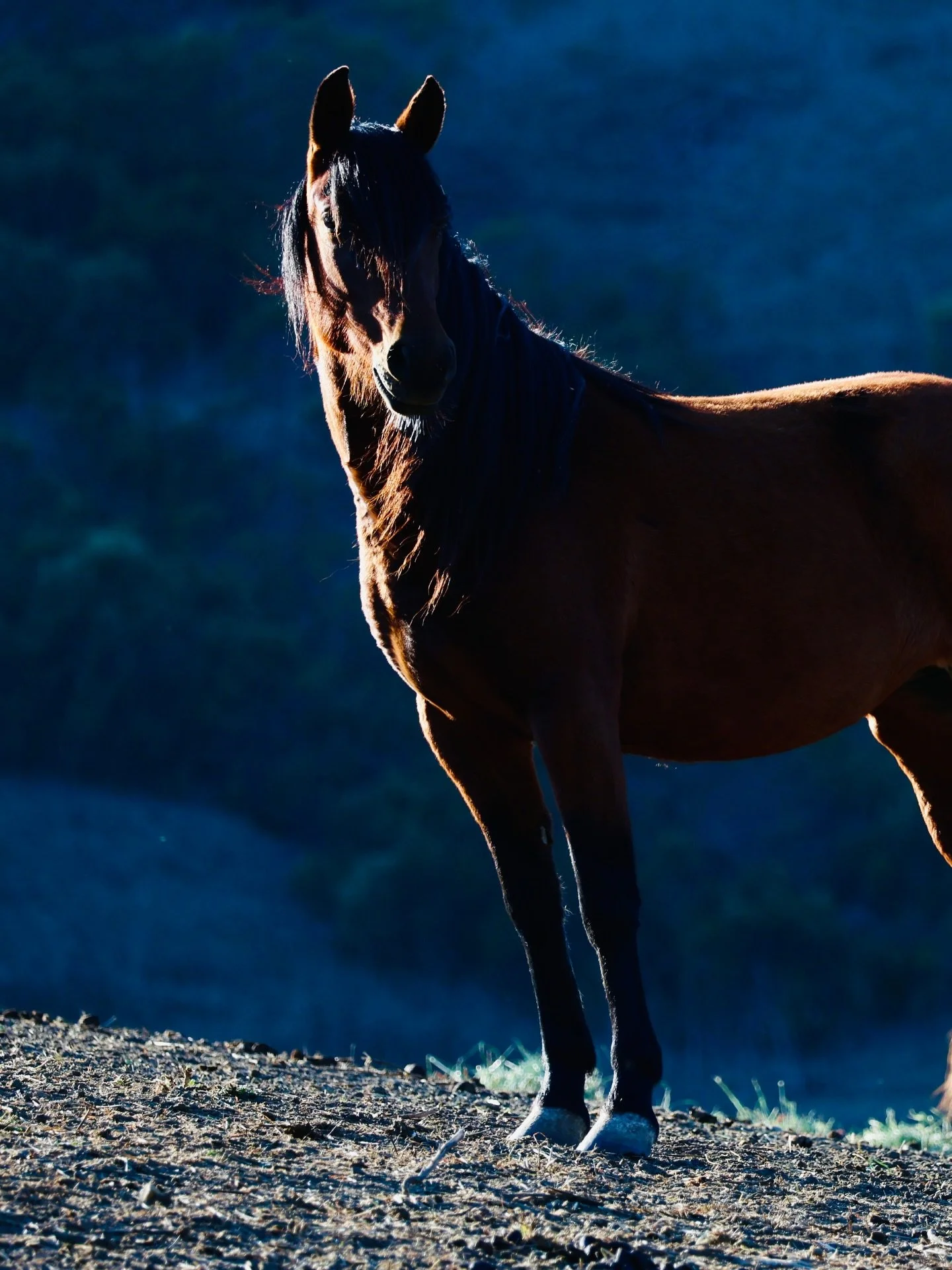Happy New Year ! 
We&rsquo;re welcoming in the Year of the Horse, a time symbolizing energy, freedom and transformation ❤️🔥

Can&rsquo;t wait for it to unfold &hellip;
May the Horse be with you ✨

#yearofthehorse #horsemagic #firehorse #horsephotogr