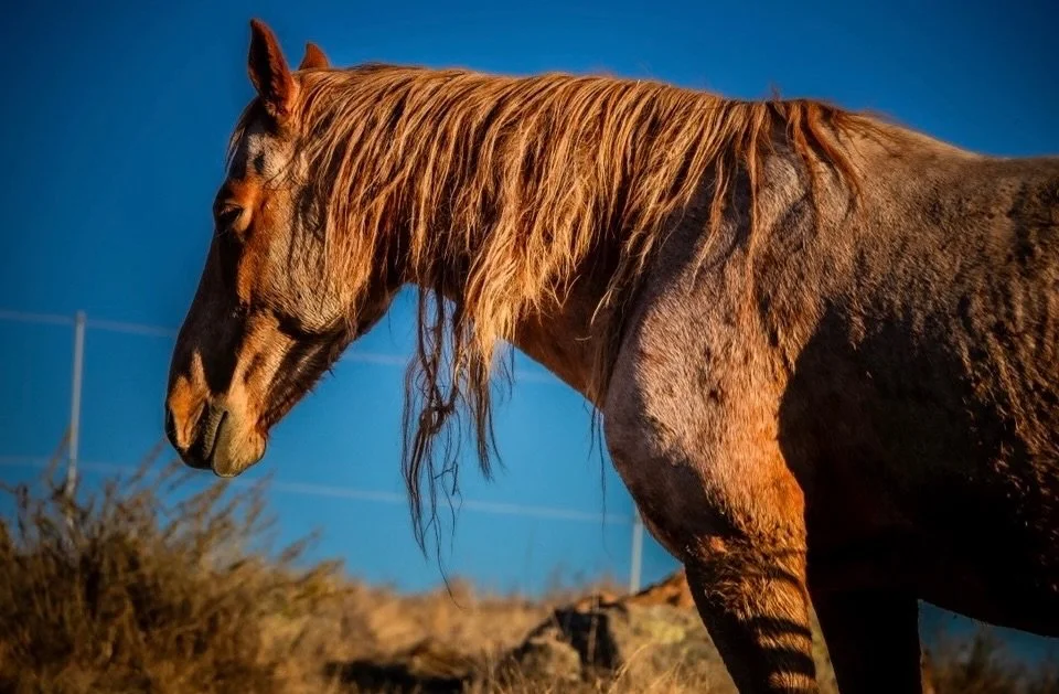My creative practice explores our emotional and primal bond with horses &mdash; the marks they leave on our hearts, the space they inhabit in our souls, and the instinctive way they return us to the wildness and truth within ourselves.

Perhaps that 