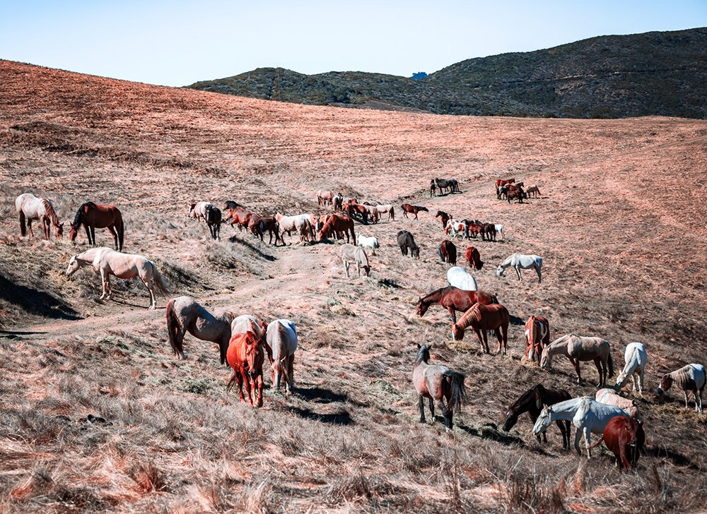 return-to-freedom-horses.jpg