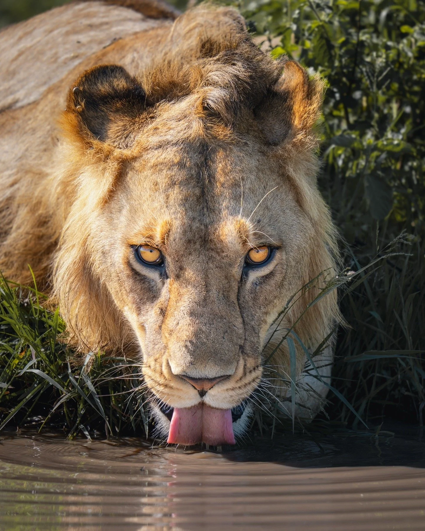 EYES OF THE WILD KING.JPG