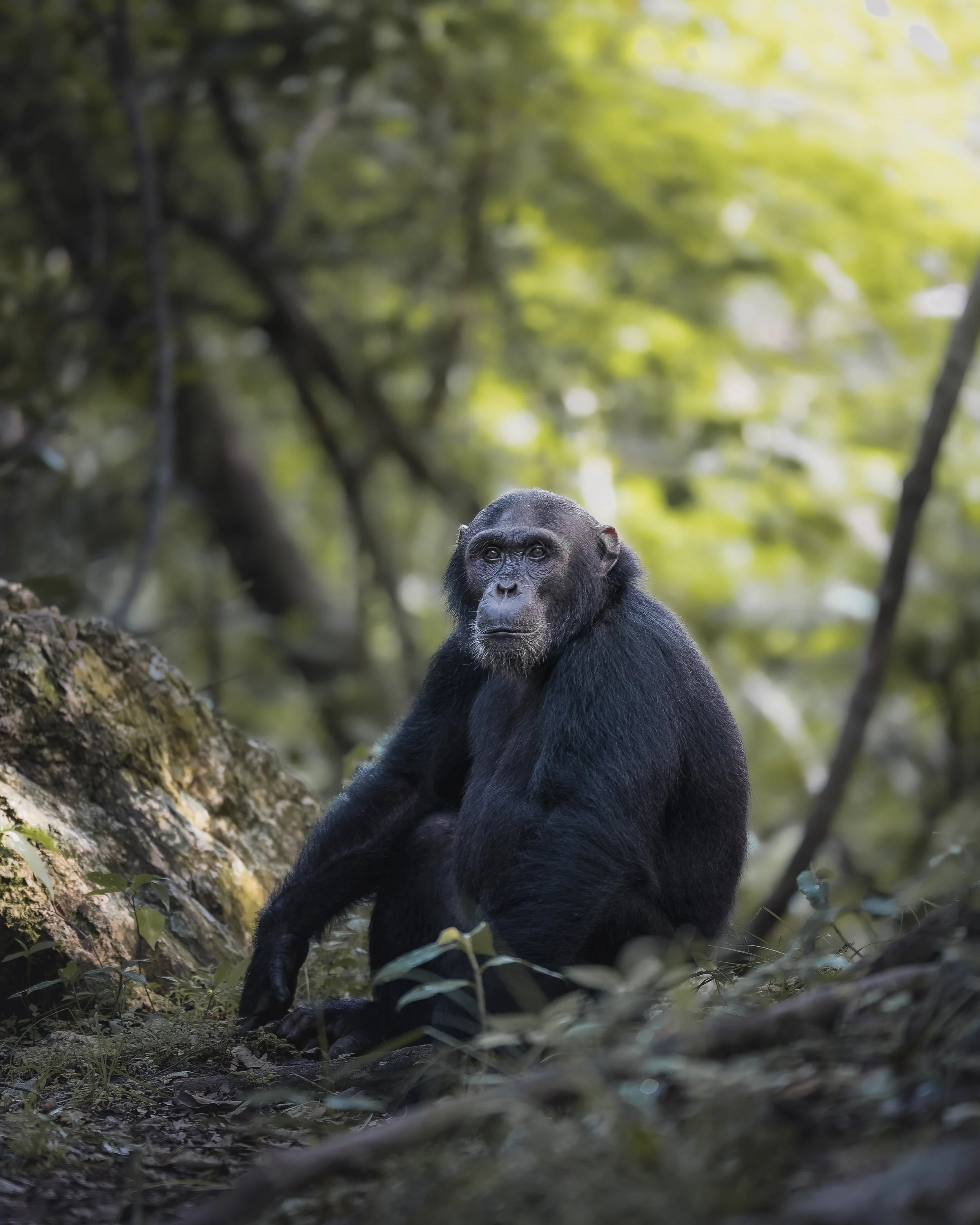 THE FOREST THINKER.jpg