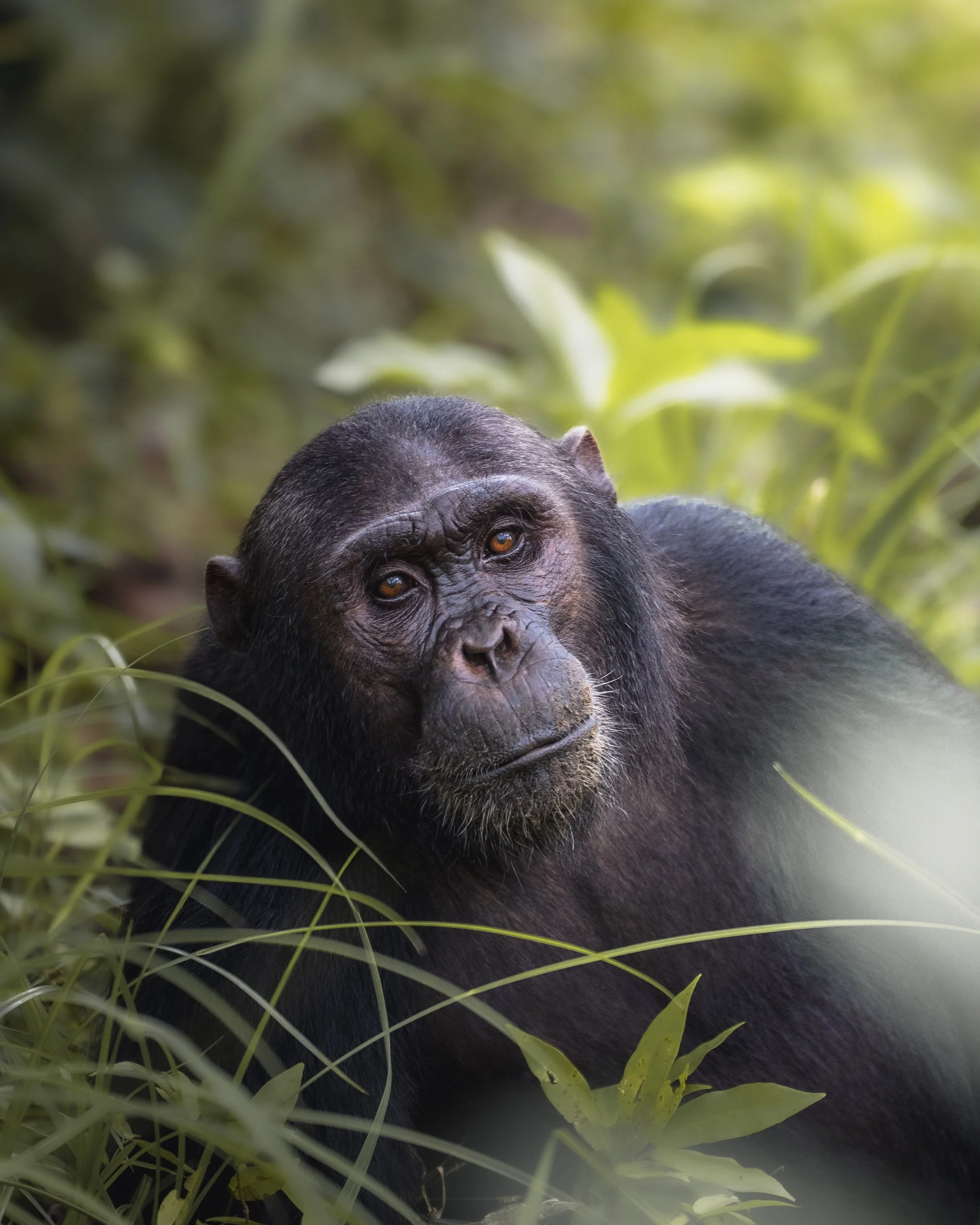 EYES OF THE FOREST.JPG