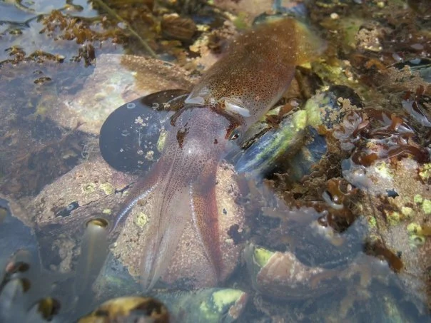 A squid underwater among rocks and seaweed.