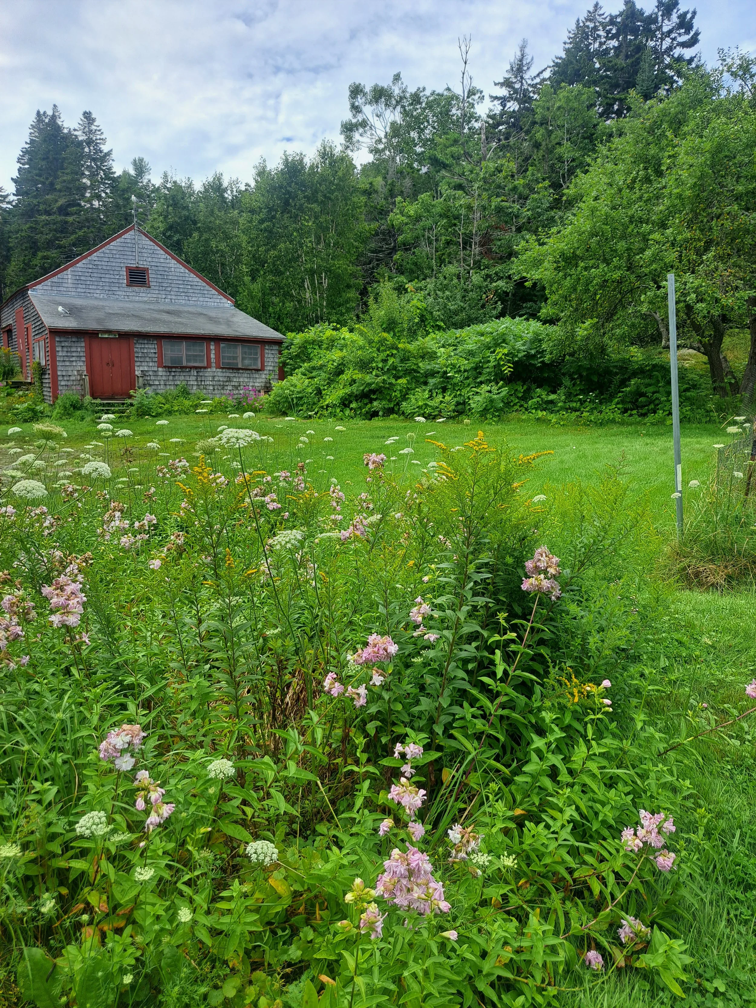 A lush green garden with tall flowering plants in the foreground, a red barn with weathered shingles and windows in the midground, and dense trees and a cloudy sky in the background.