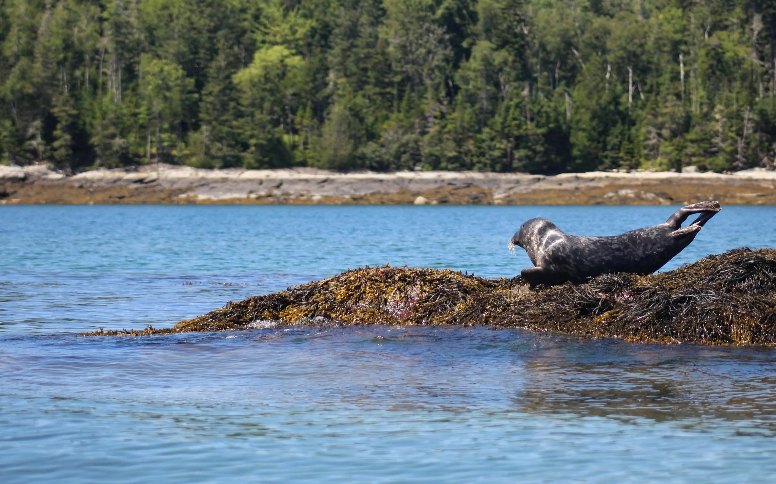 A seal on a rock near the shoreline with calm blue water in the foreground and a forested landscape in the background.
