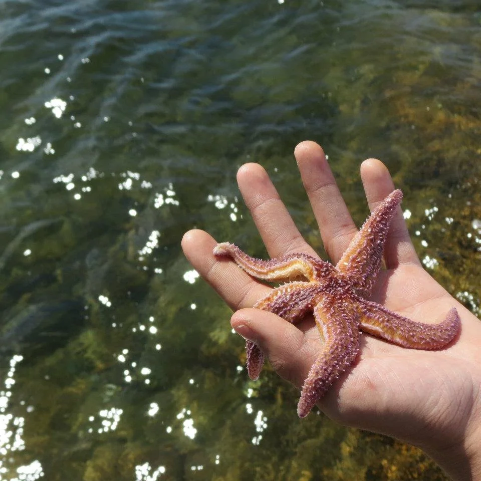 A person holding a starfish over clear water with rocks at the bottom.