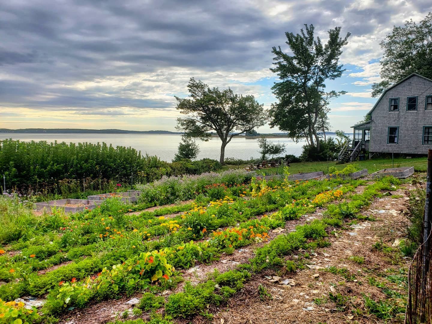 A garden with rows of various green plants and yellow flowers, set near a water body with trees, a gray house, and a cloudy sky in the background.