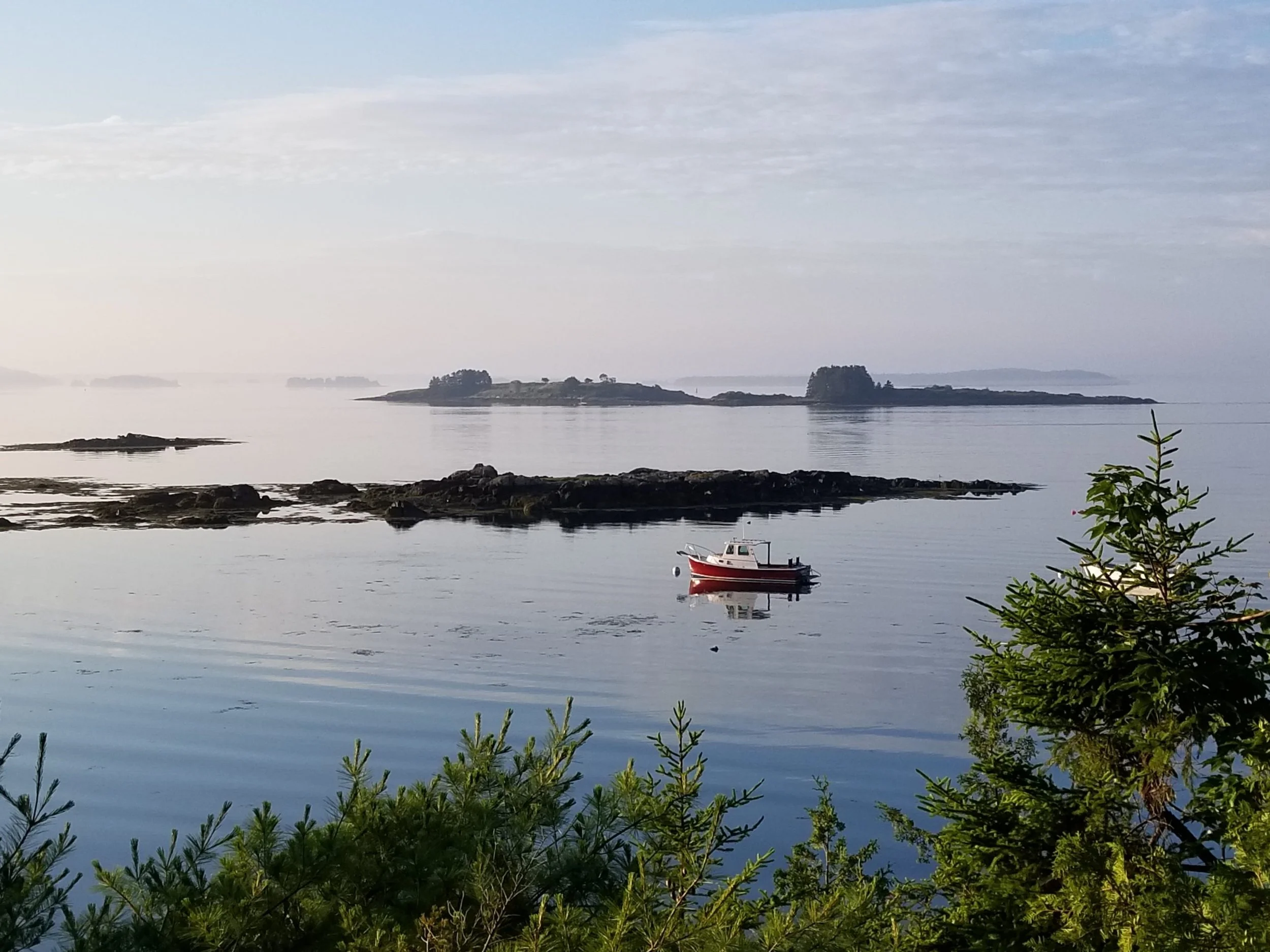 Spruces view of Stand Cove