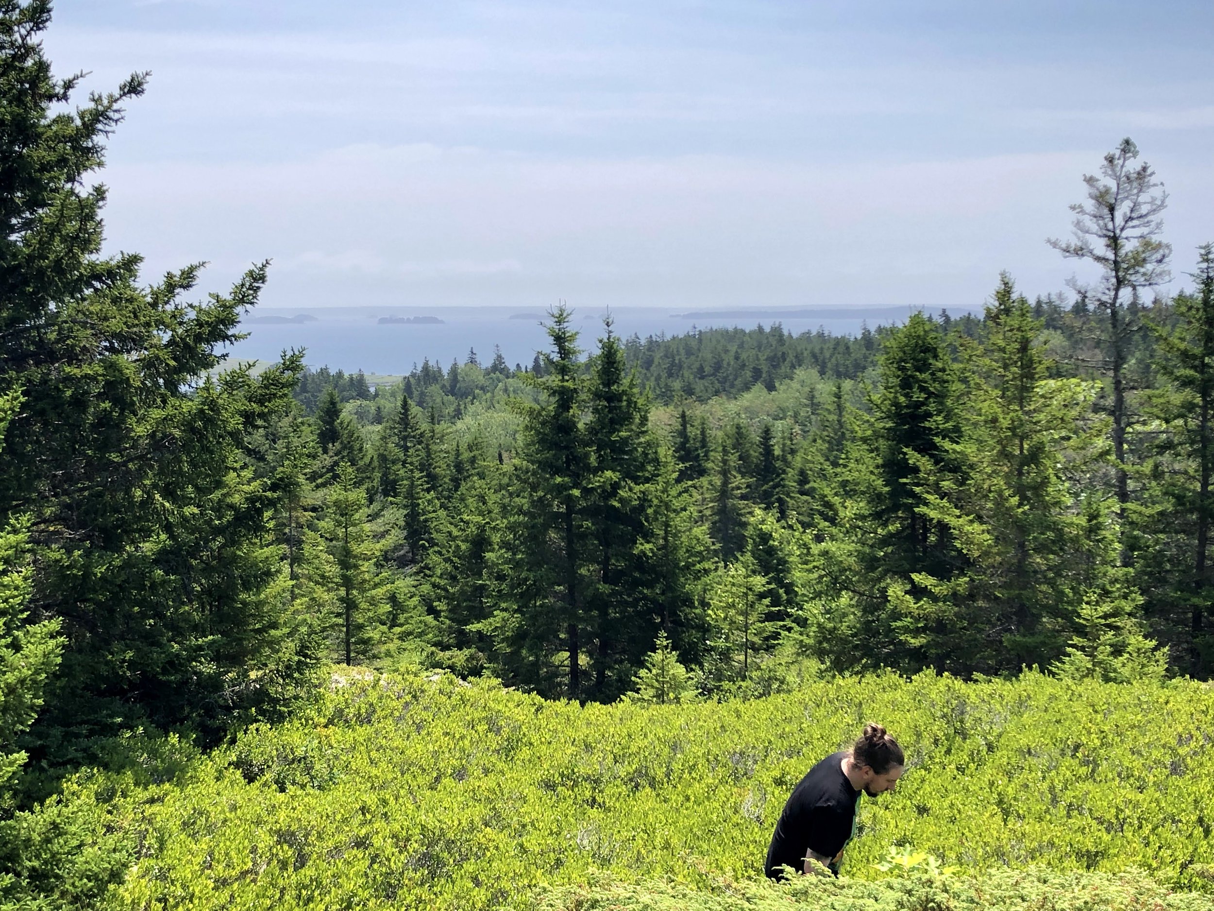 A woman with brown hair tied back, wearing a black shirt, is bending down in a lush green forest clearing. In the background, tall evergreen trees stretch toward the sky, with a view of a distant body of water and small islands on the horizon under a