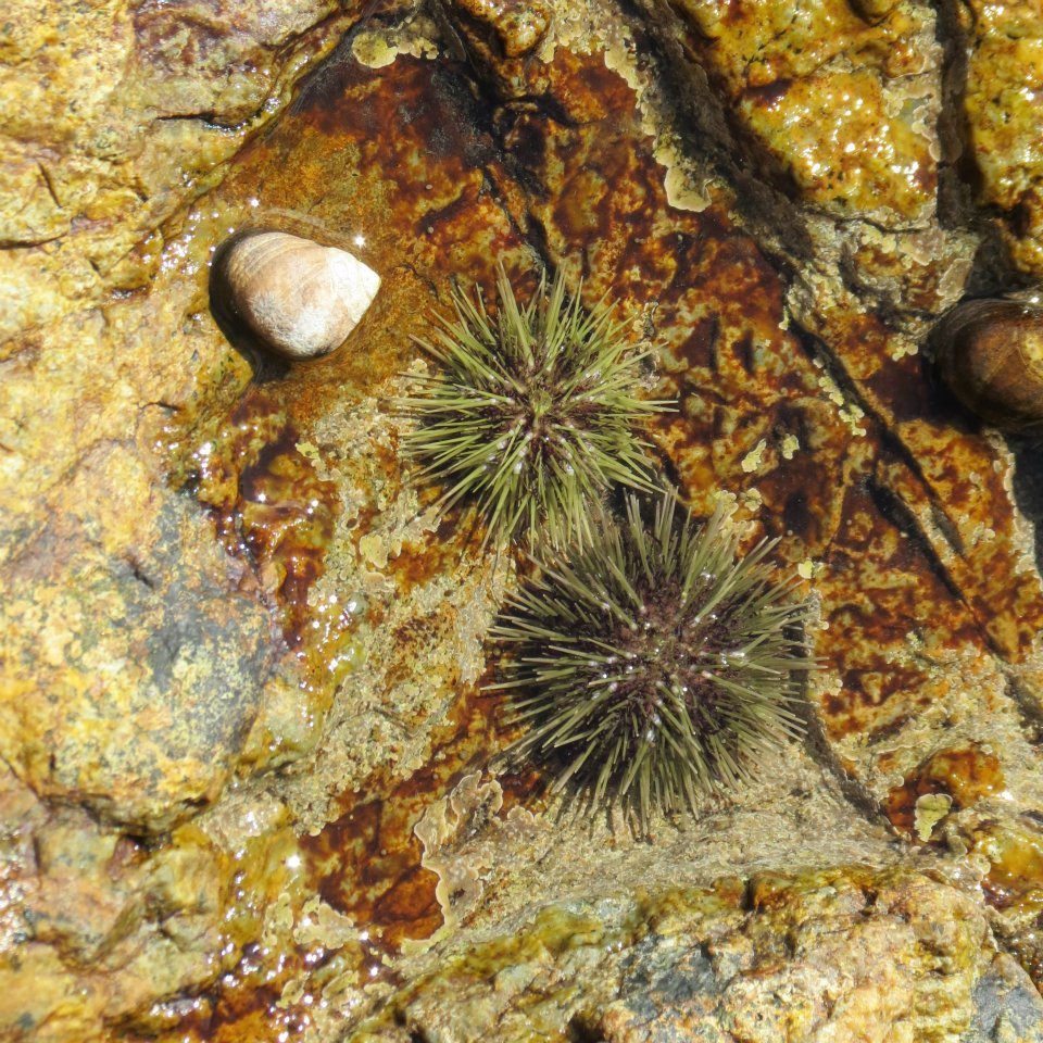 Two sea urchins on a rocky surface with shells and seaweed.