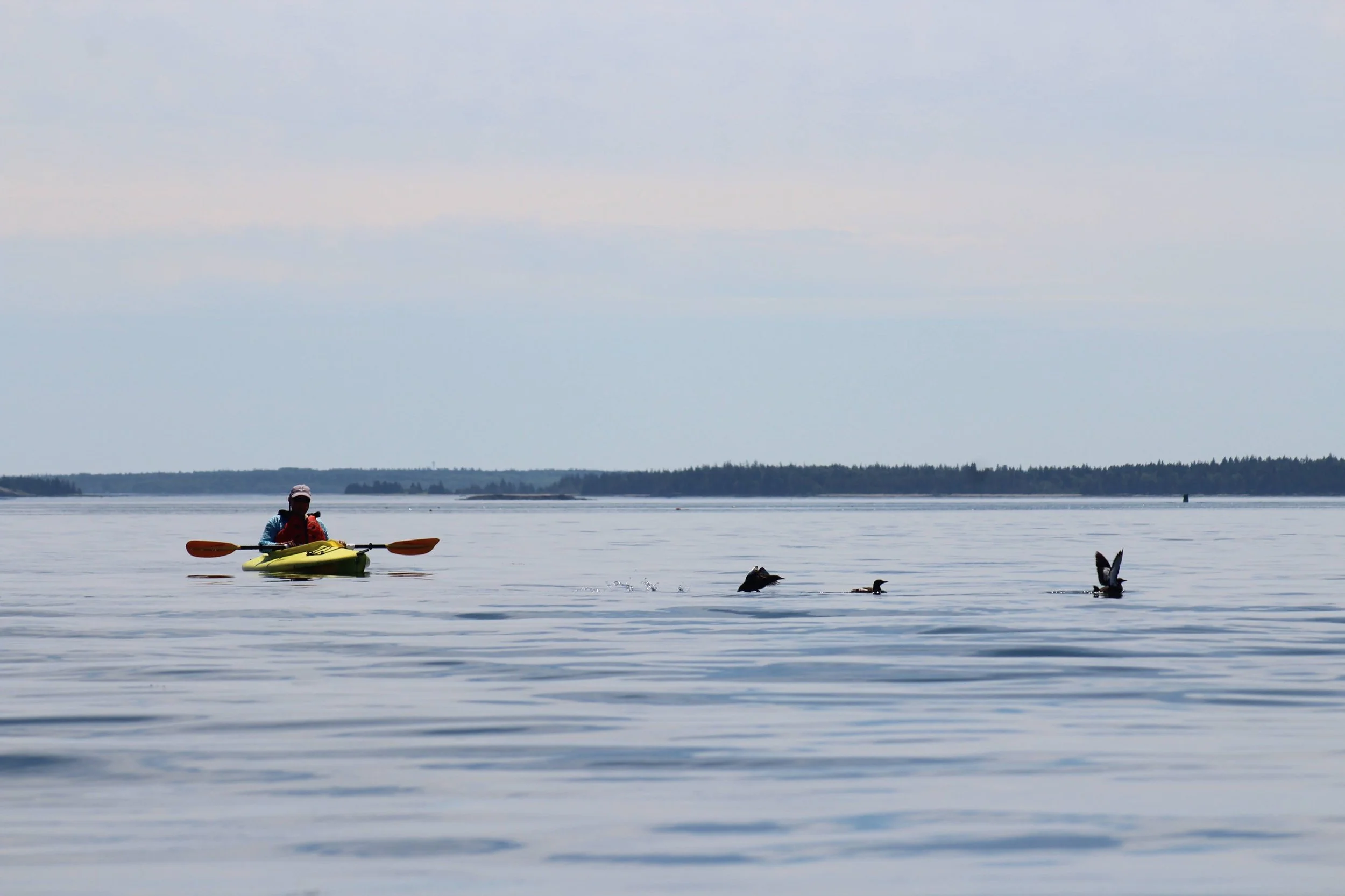 Person kayaking on a calm body of water with ducks swimming nearby and a distant shoreline under a cloudy sky.