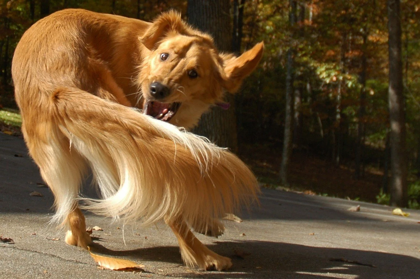 Anxiety and avoidance: Best buds