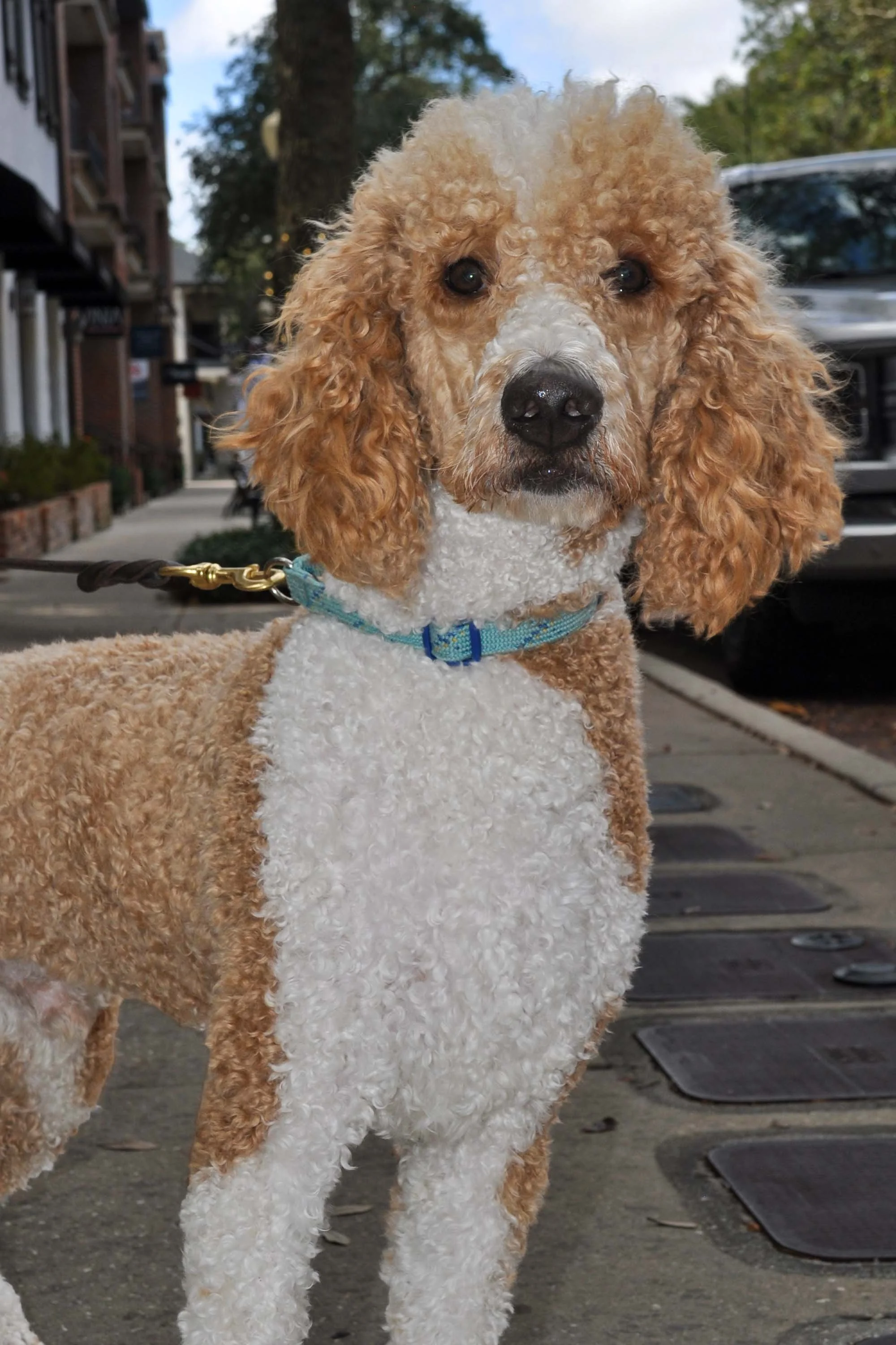 Apricot Standard Poodle real Counseling Orlando depression anxiety