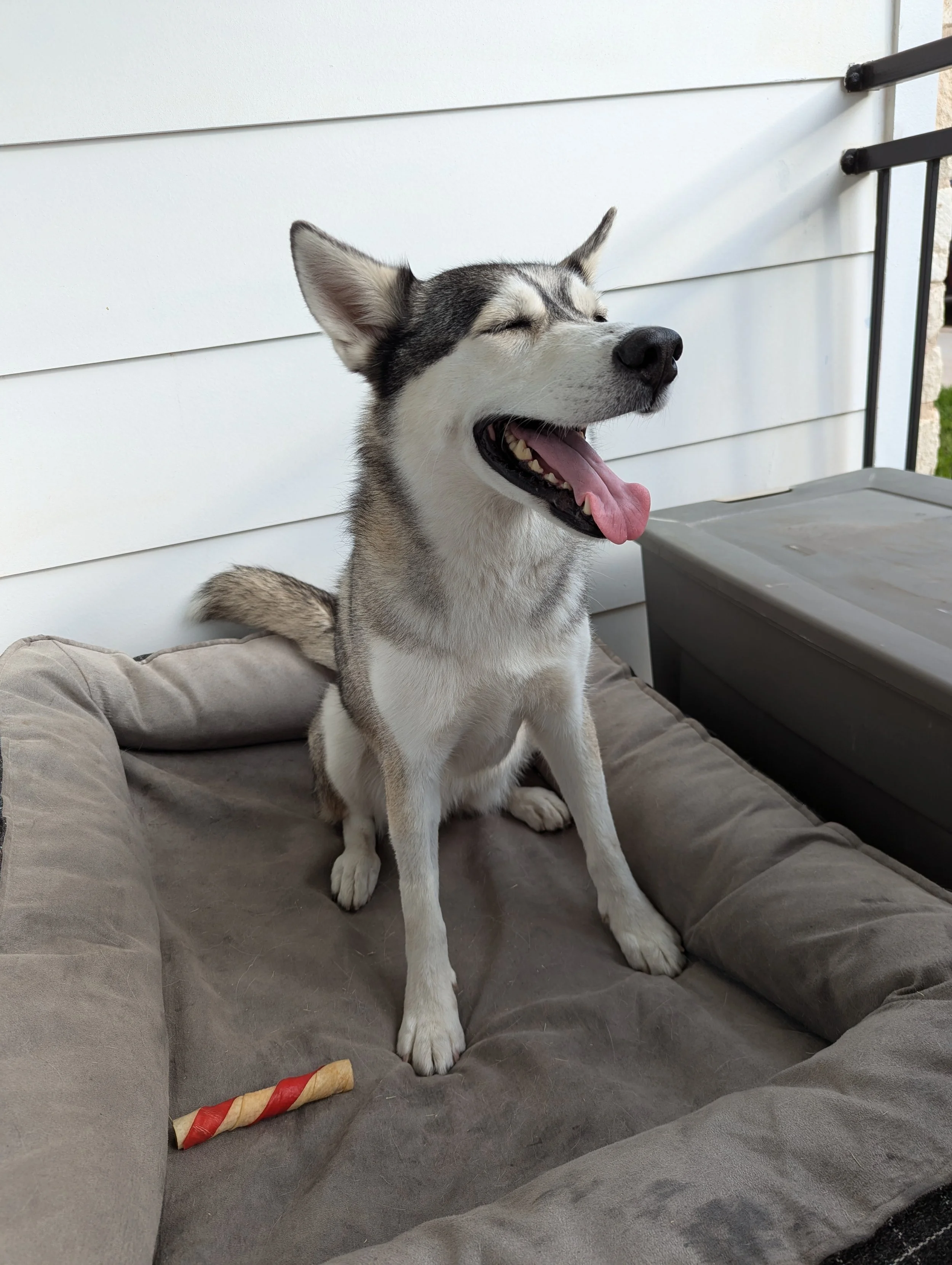 A happy Siberian Husky dog sitting on a dog bed outside, with eyes closed and mouth open in a yawn, tongue hanging out, next to a chew toy and a storage box.