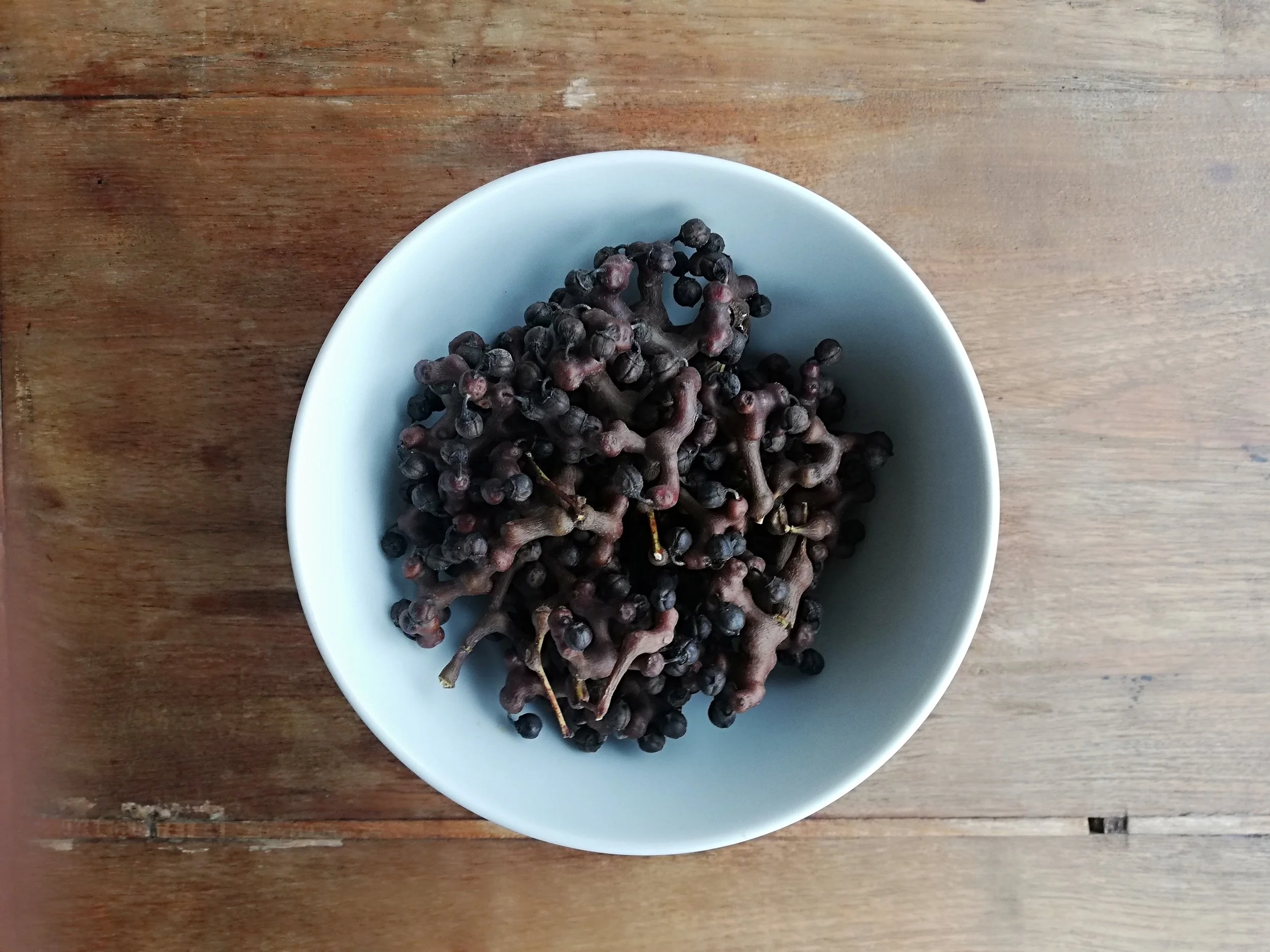 Hovenia dulcis - 15.jpg