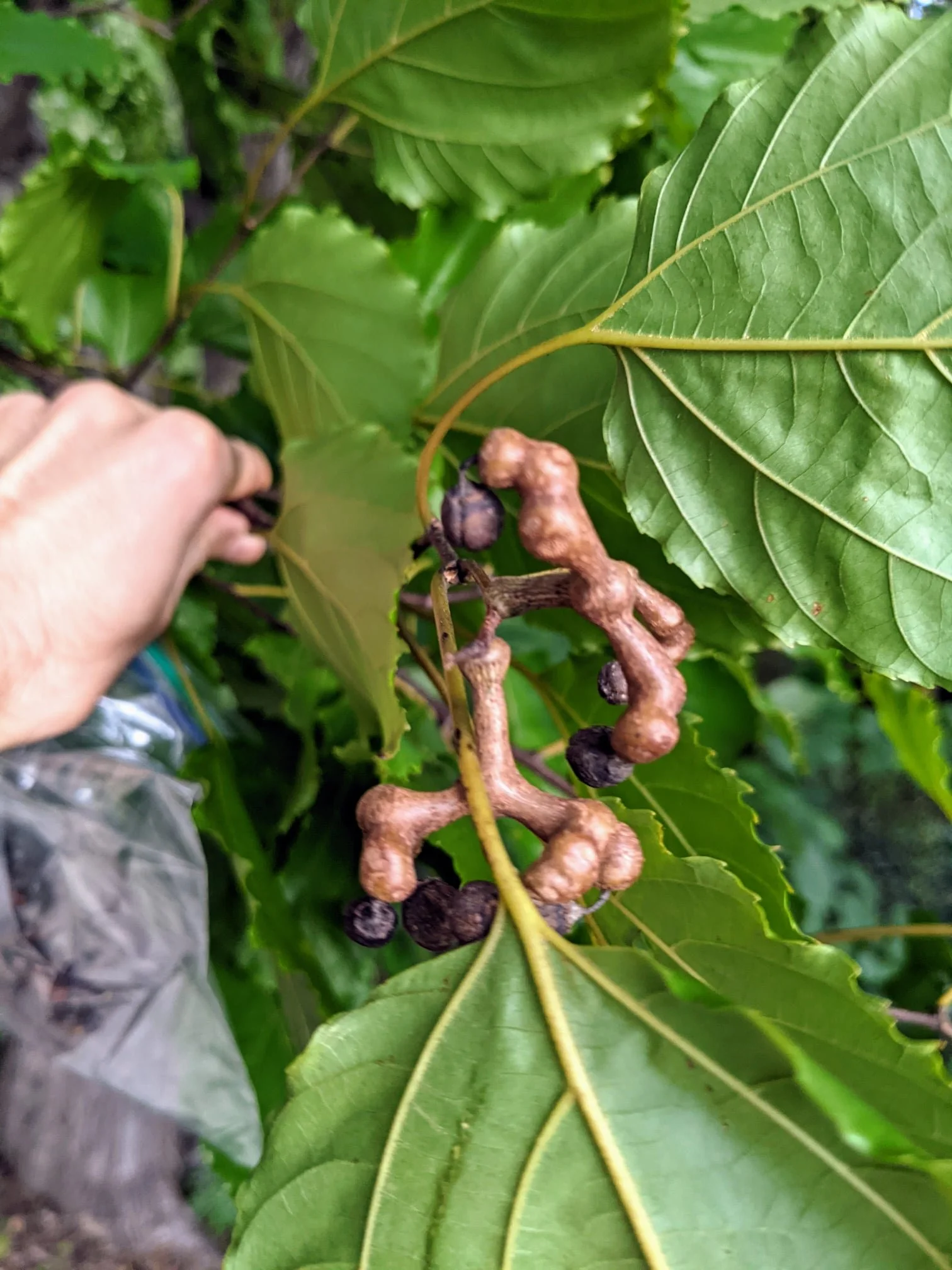 Hovenia dulcis - 11.jpg