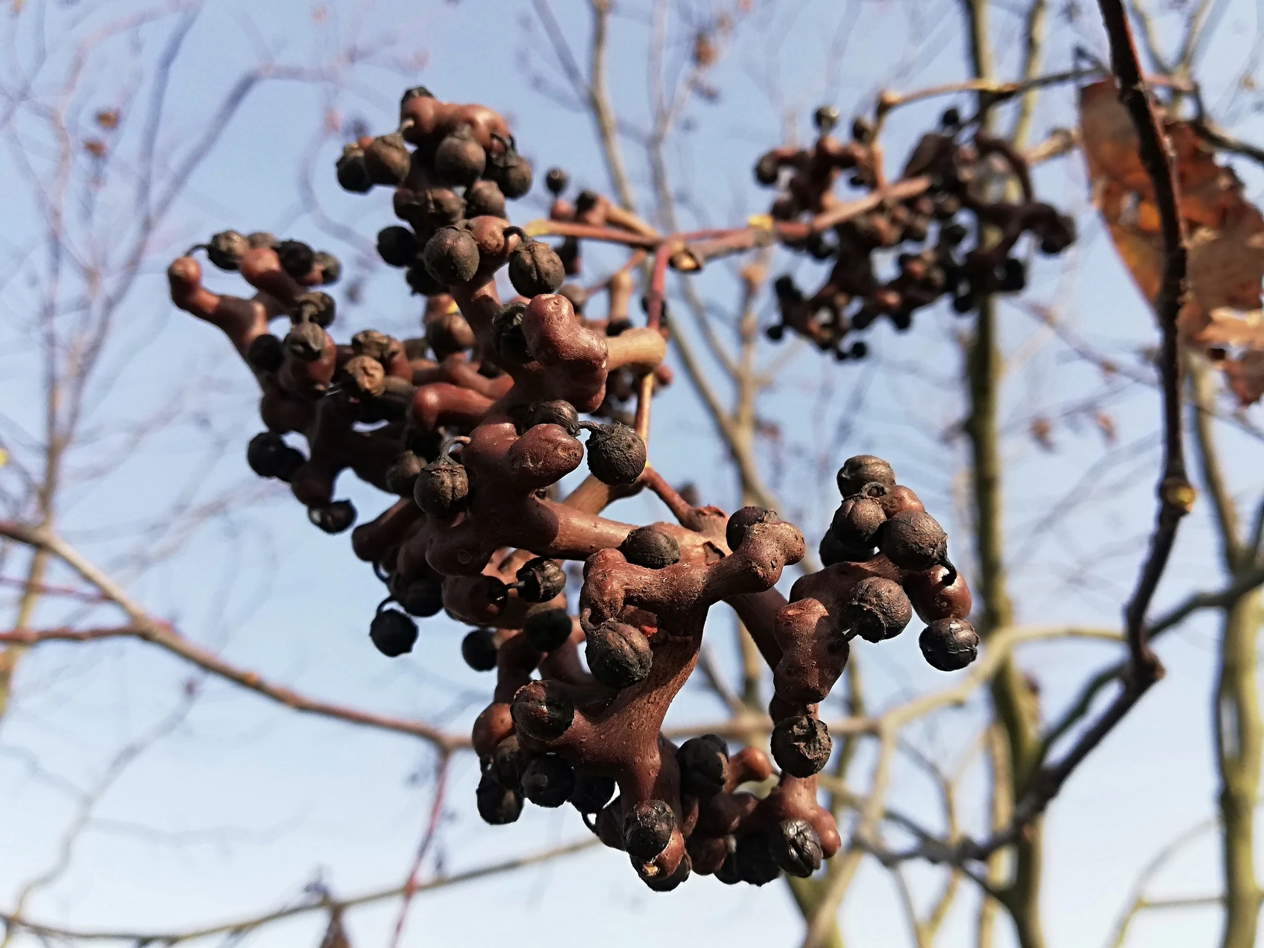 Hovenia dulcis - 18.jpg