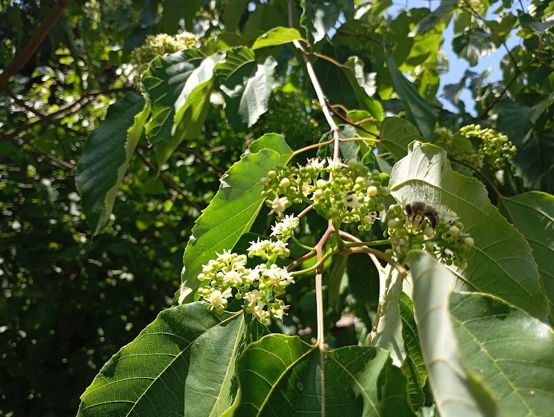 Hovenia dulcis - 39.jpg