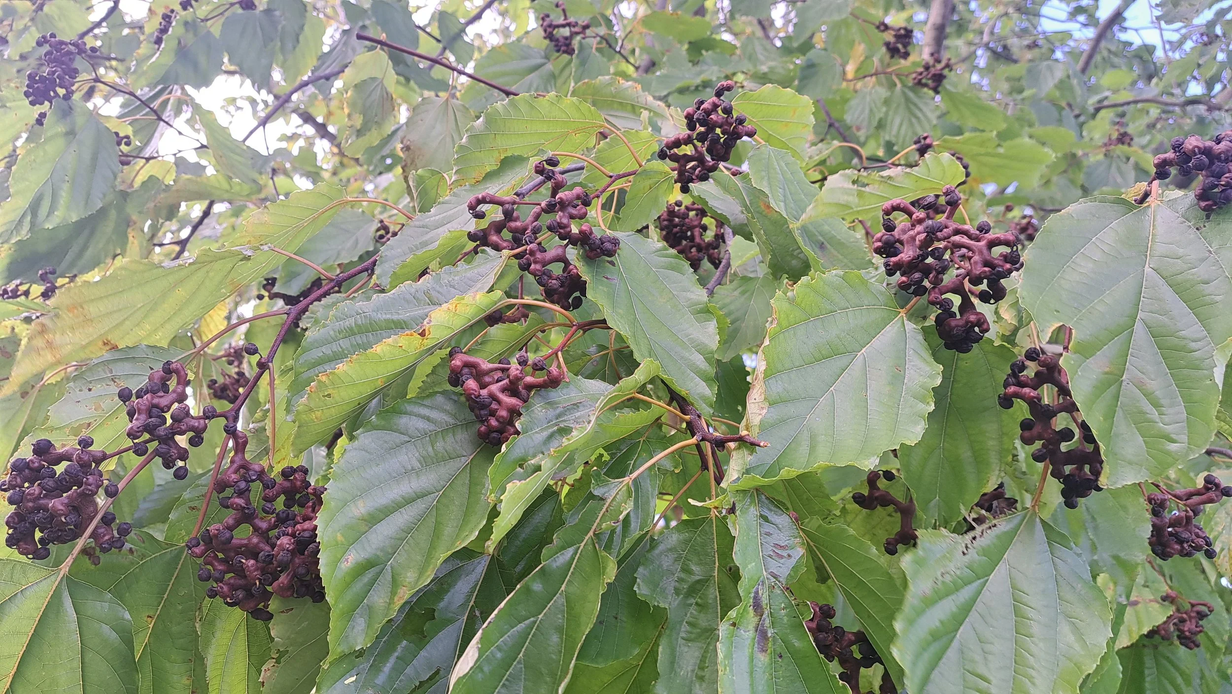 Hovenia dulcis - 42.jpg