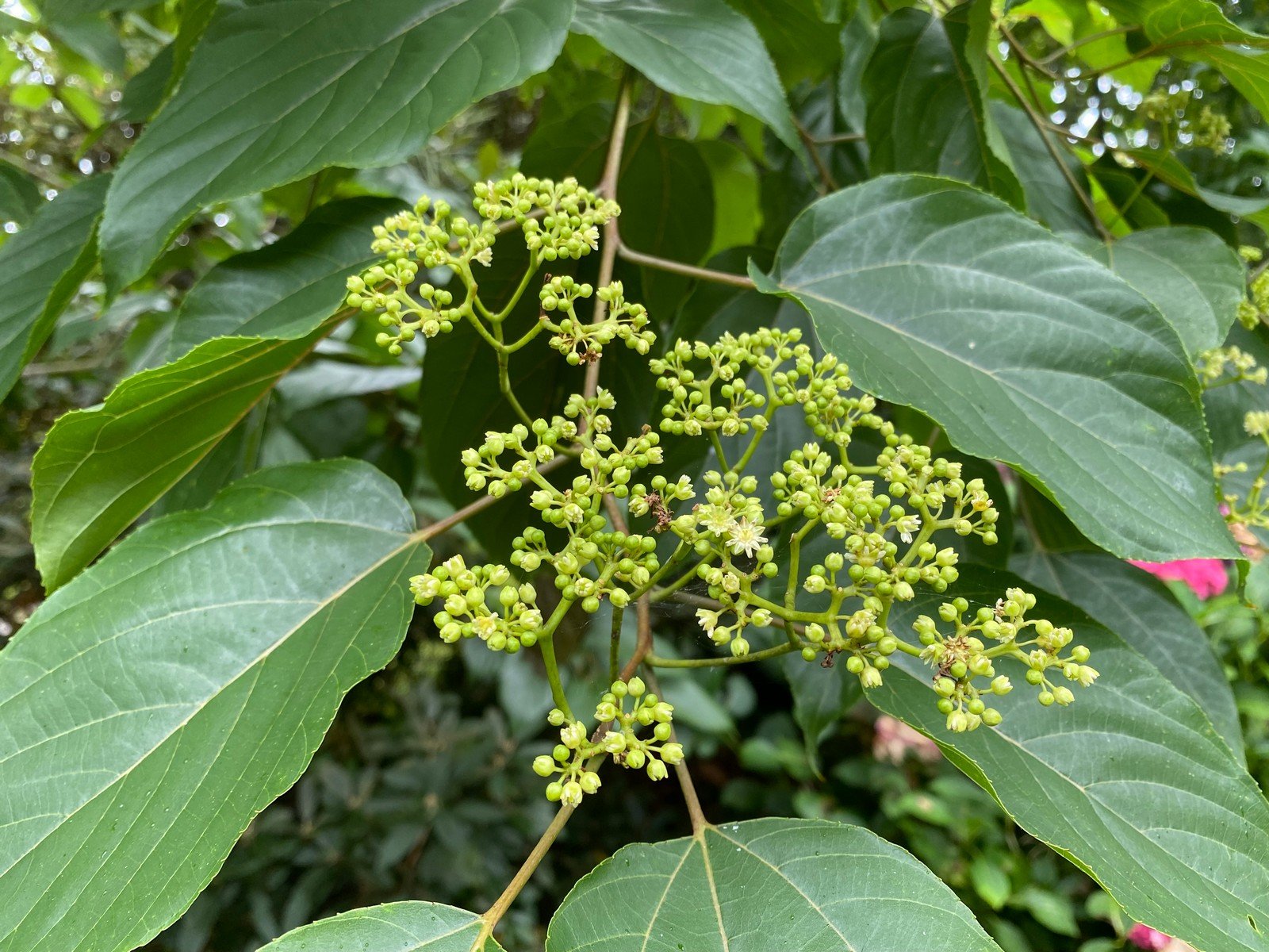 Hovenia dulcis - 32.jpg