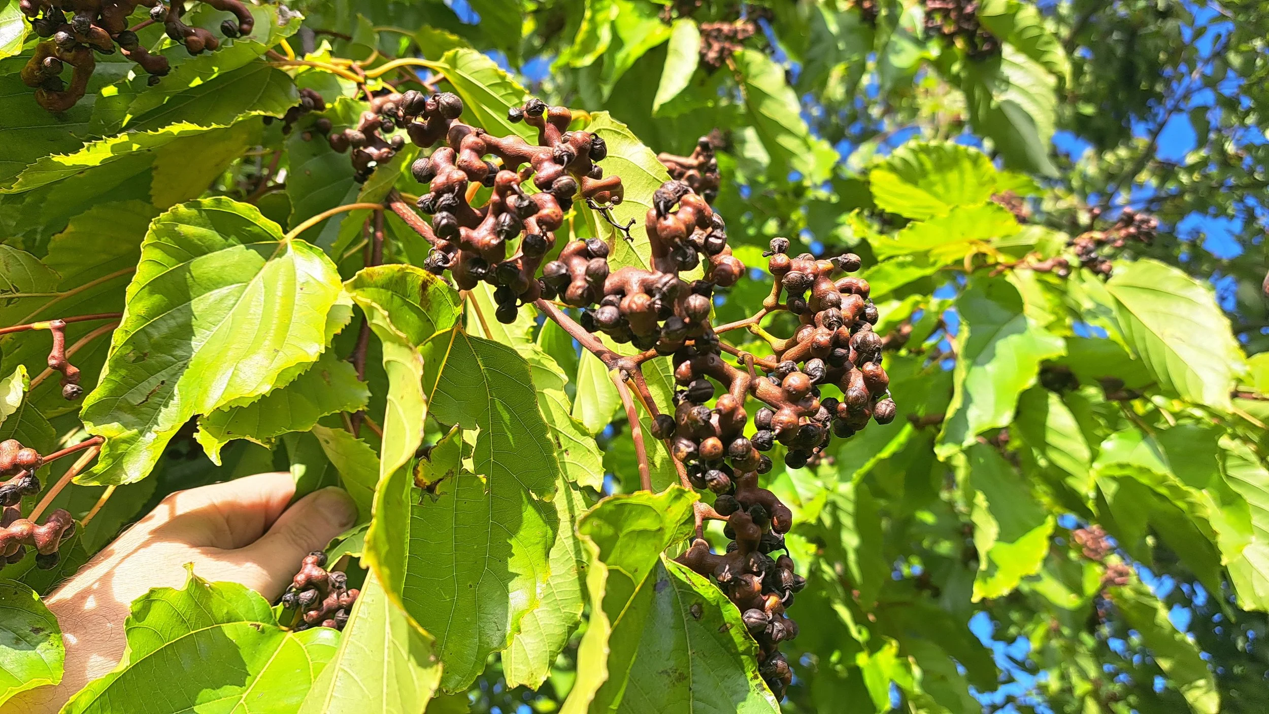 Der essbare süsse Fruchtstiel vom Rosinenbaum (Hovenia dulcis)