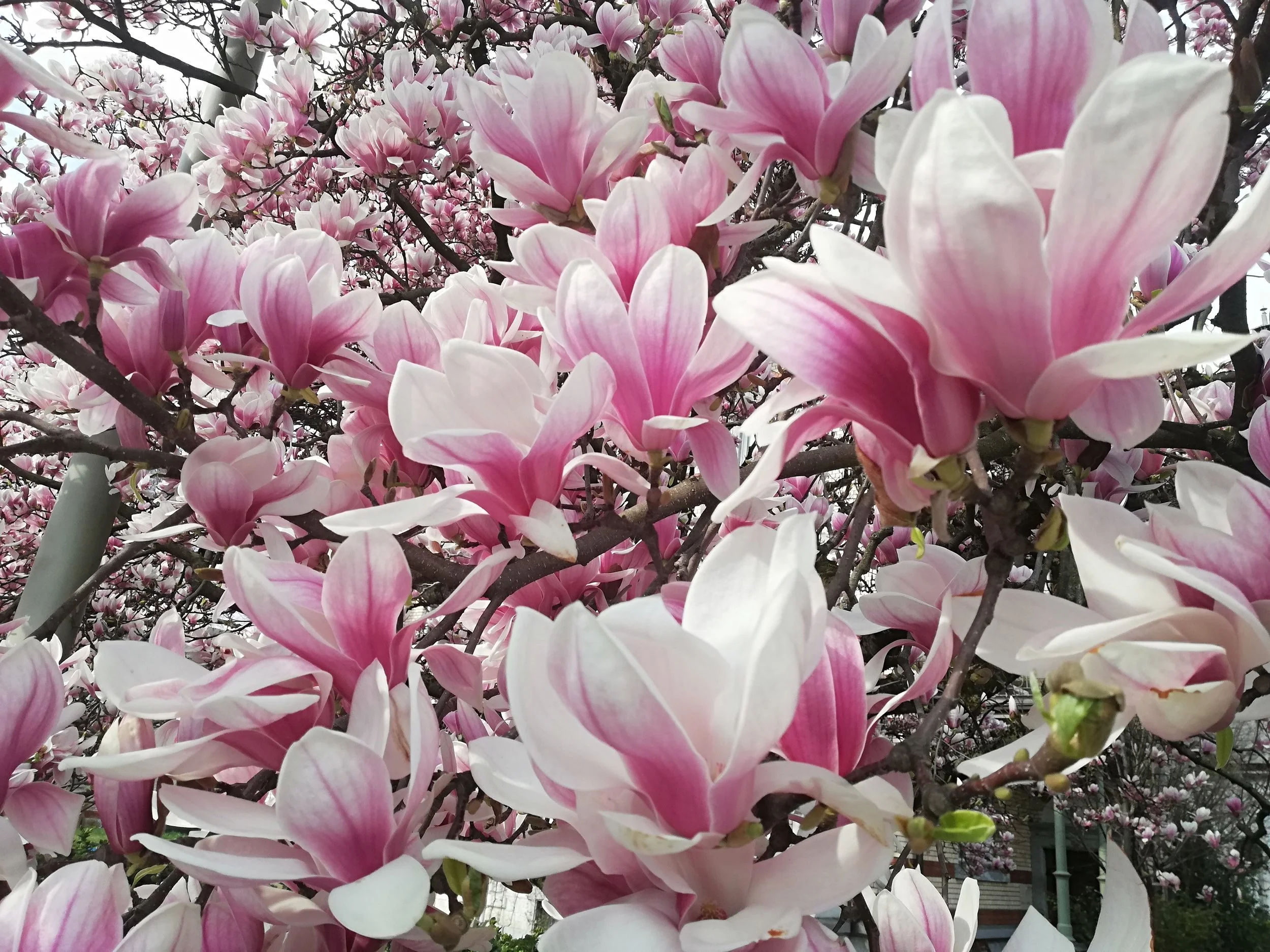 Essbare Magnolien (Magnolia) – zwischen Evolutionsgeschichte, Gestaltung und Nutzung