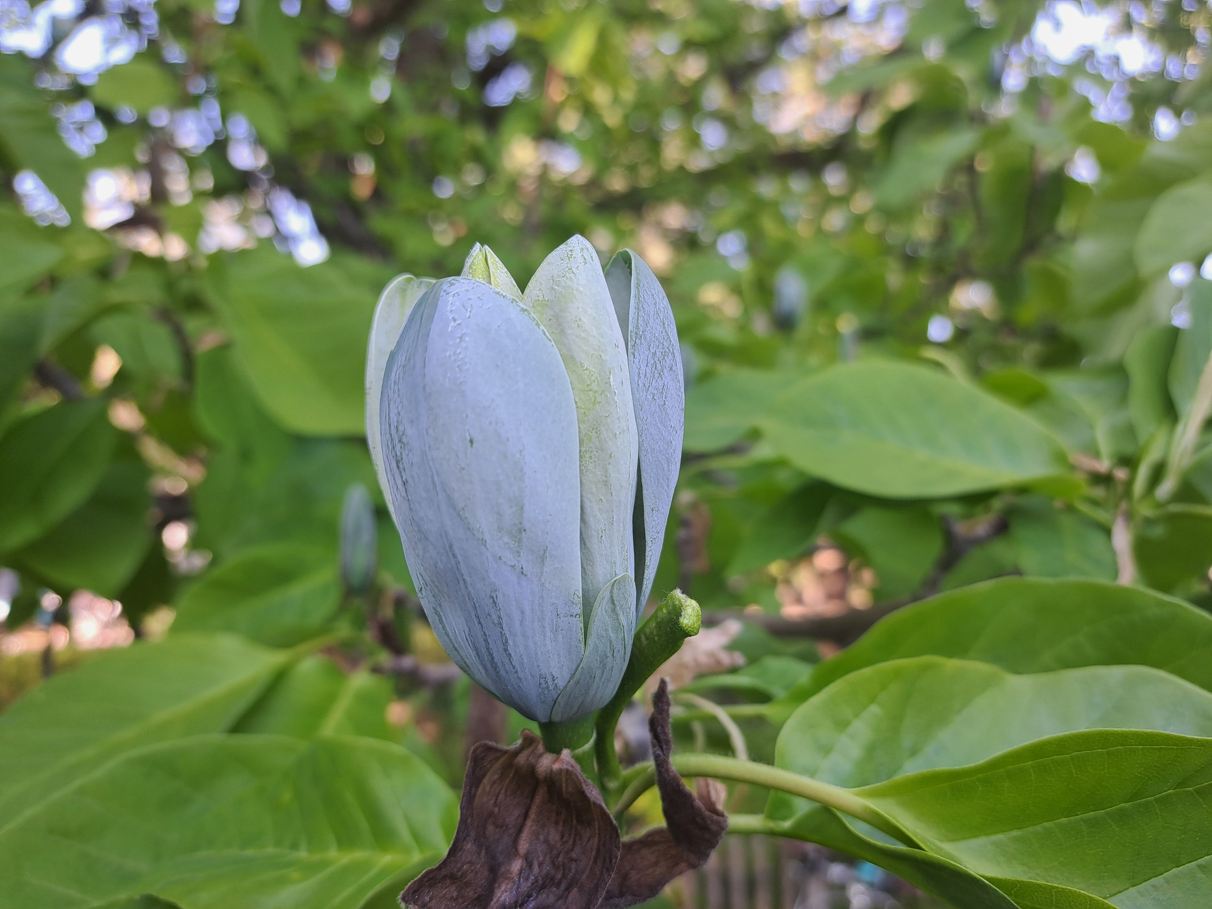 Magnolia acuminata - 08.jpg