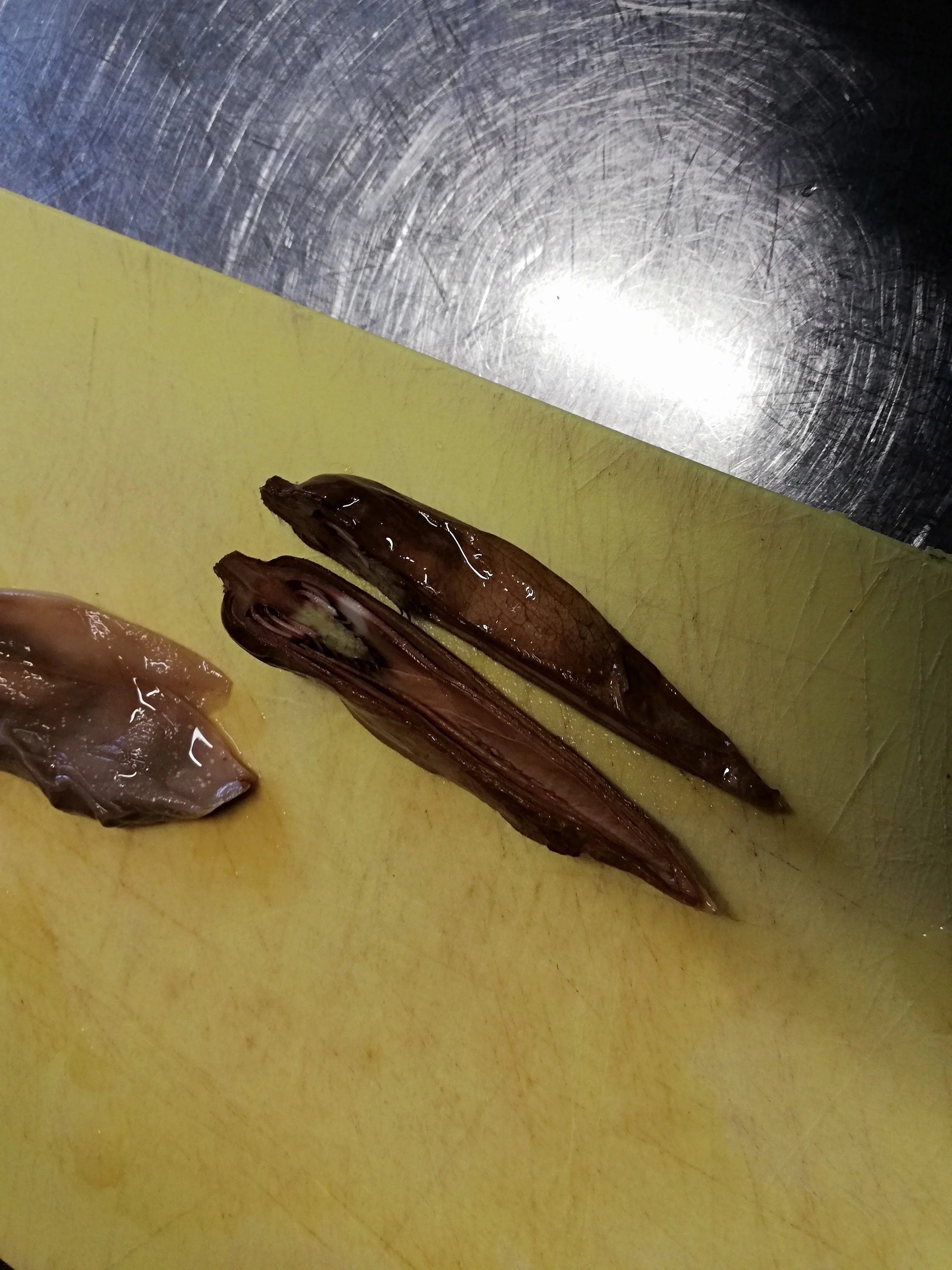 Magnolia spec - 06.jpg