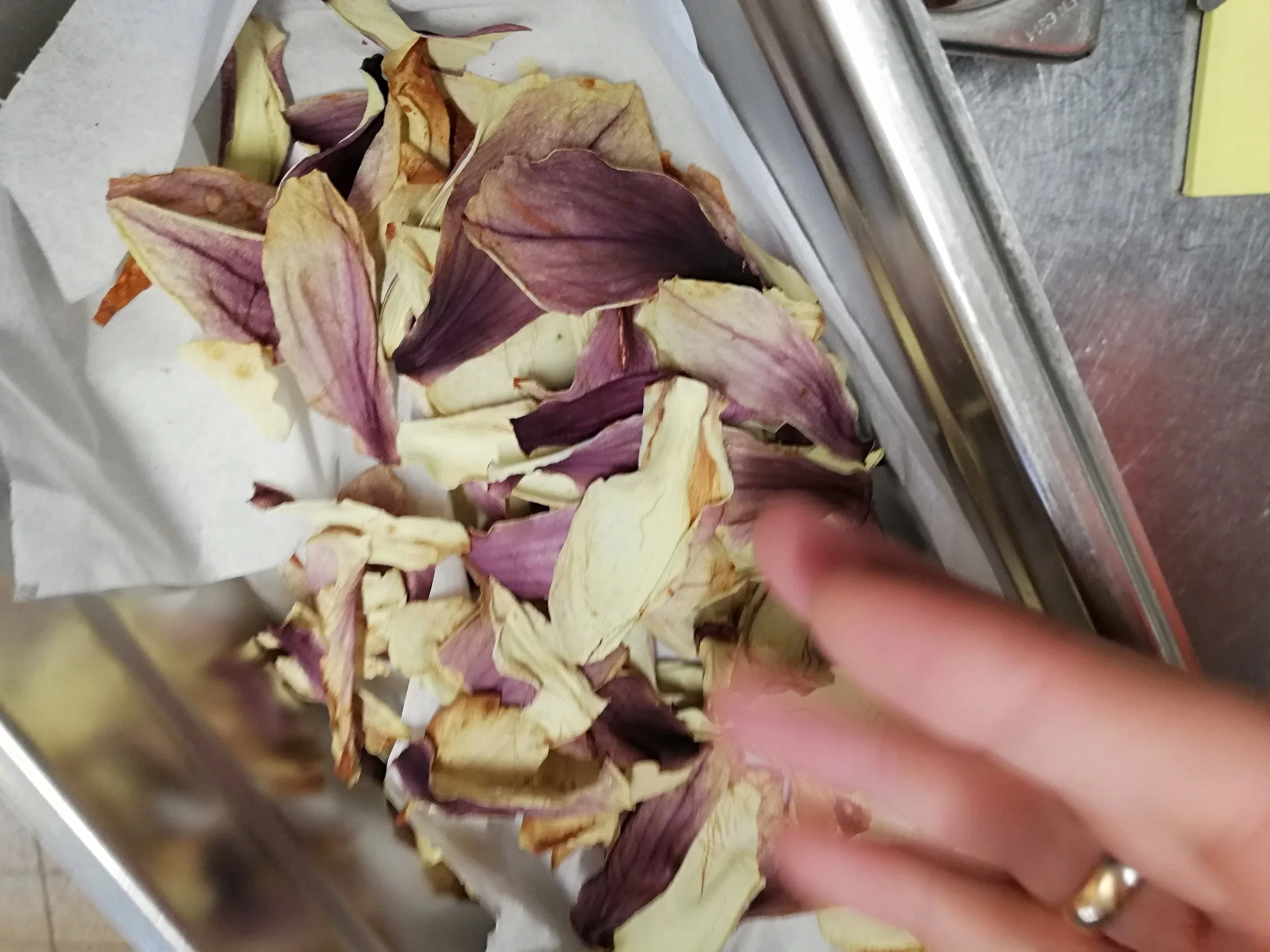 Magnolia spec - 10.jpg