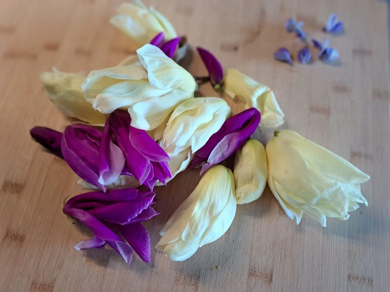 Magnolia spec - 52.jpg