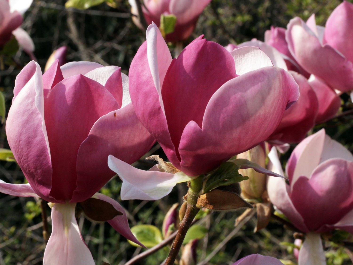 Magnolia x soulangiana Lennei - 01.jpg