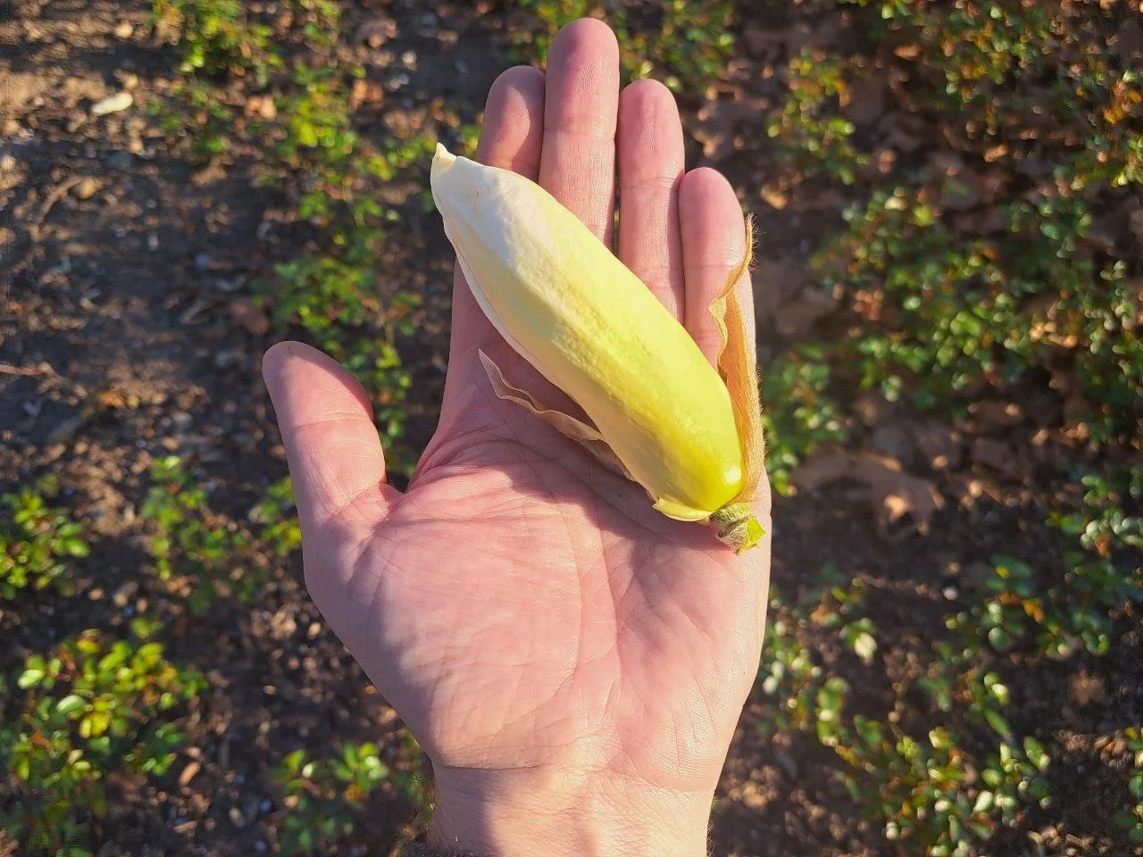 Magnolia Yellow River - 03.jpg