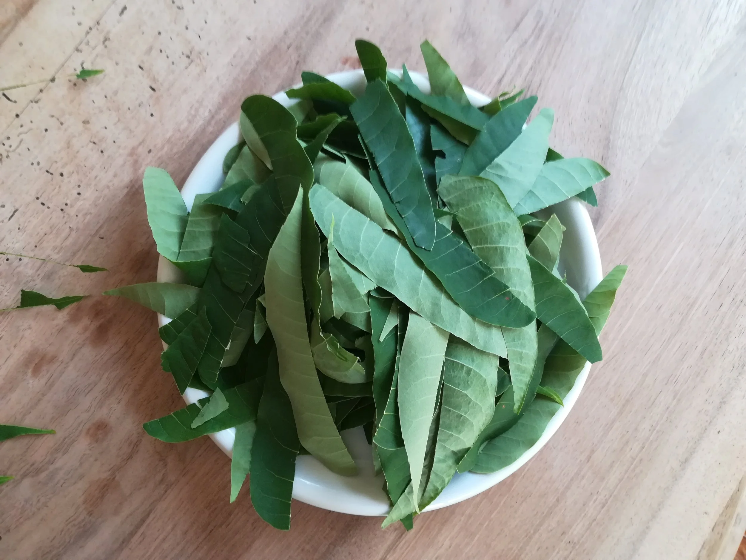 Toona sinensis - 18.jpg