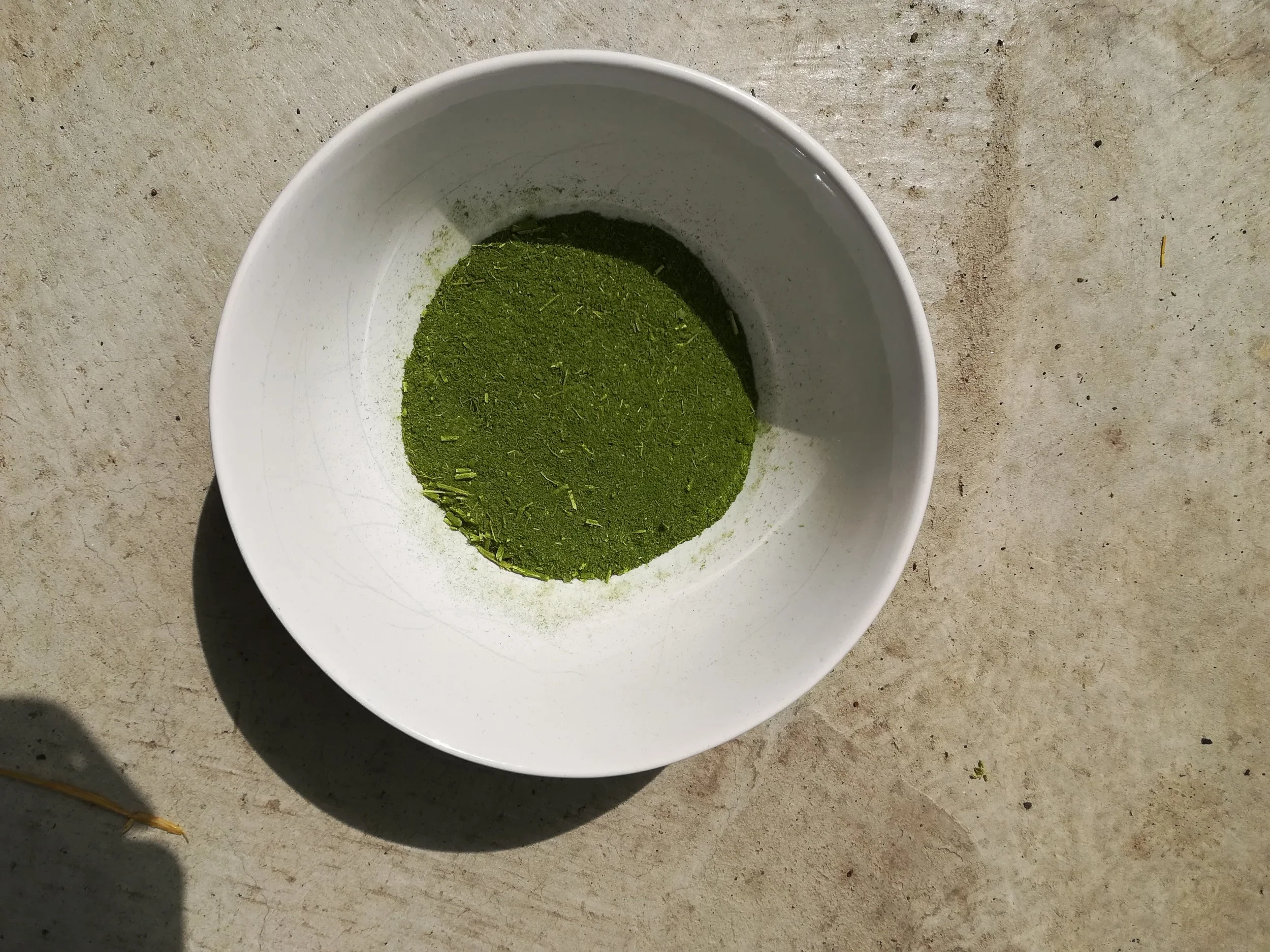 Toona sinensis - 108.jpg