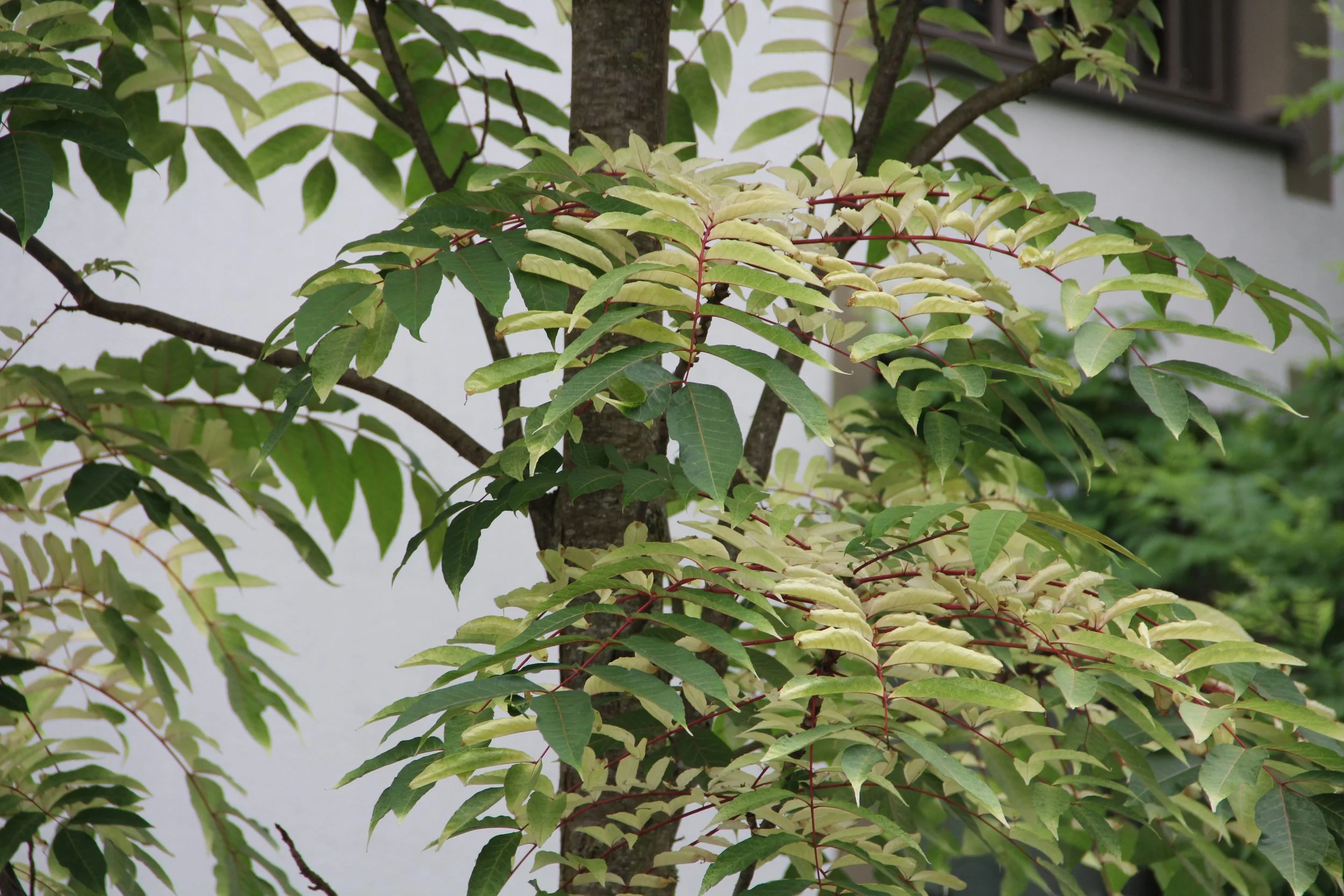 Toona sinensis Flamingo - 08.jpg