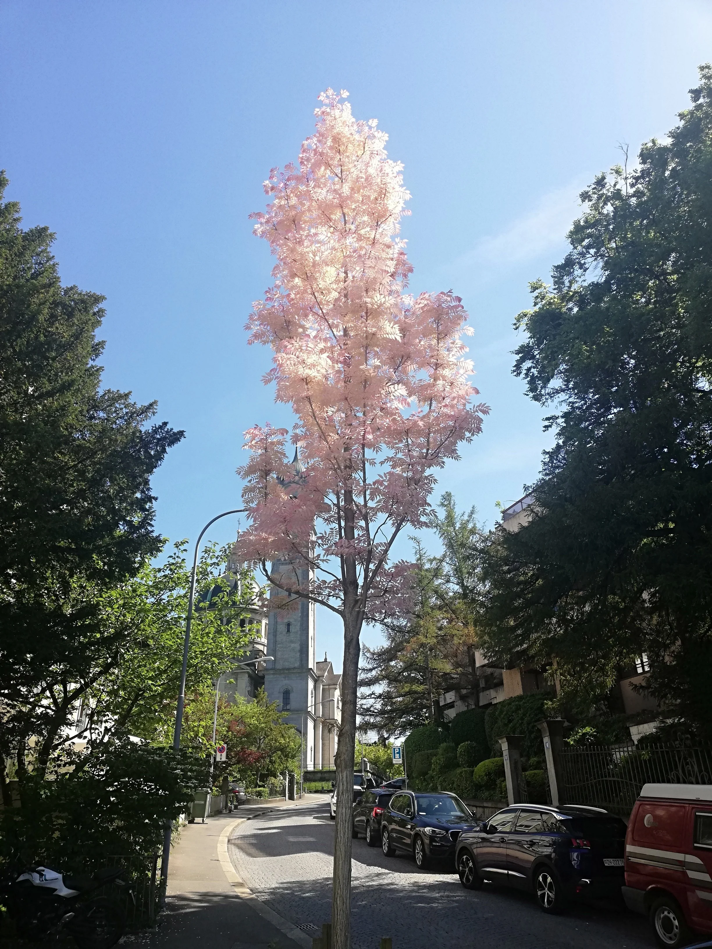 Toona sinensis Flamingo - 33.jpg