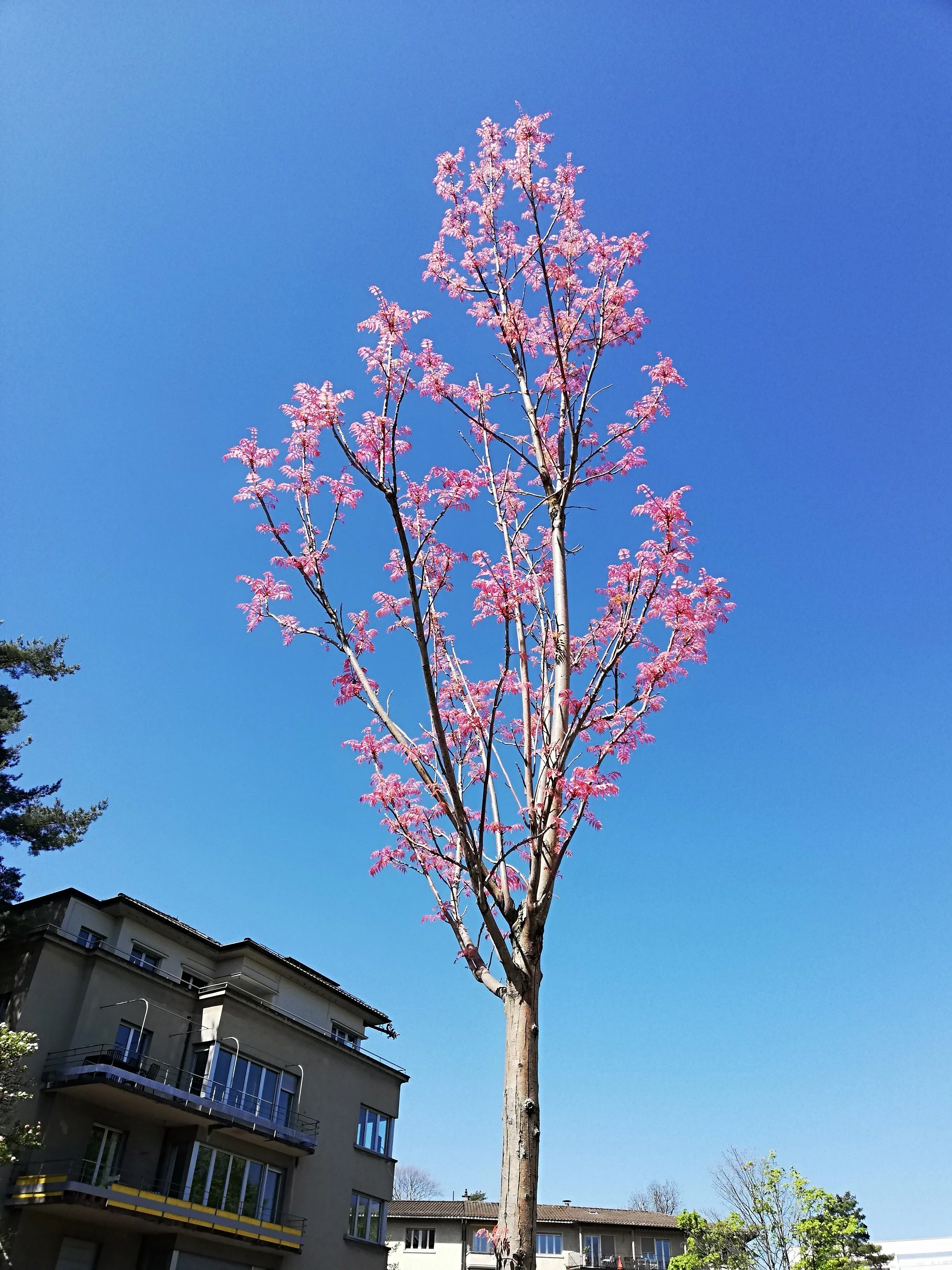 Toona sinensis Flamingo - 38.jpg