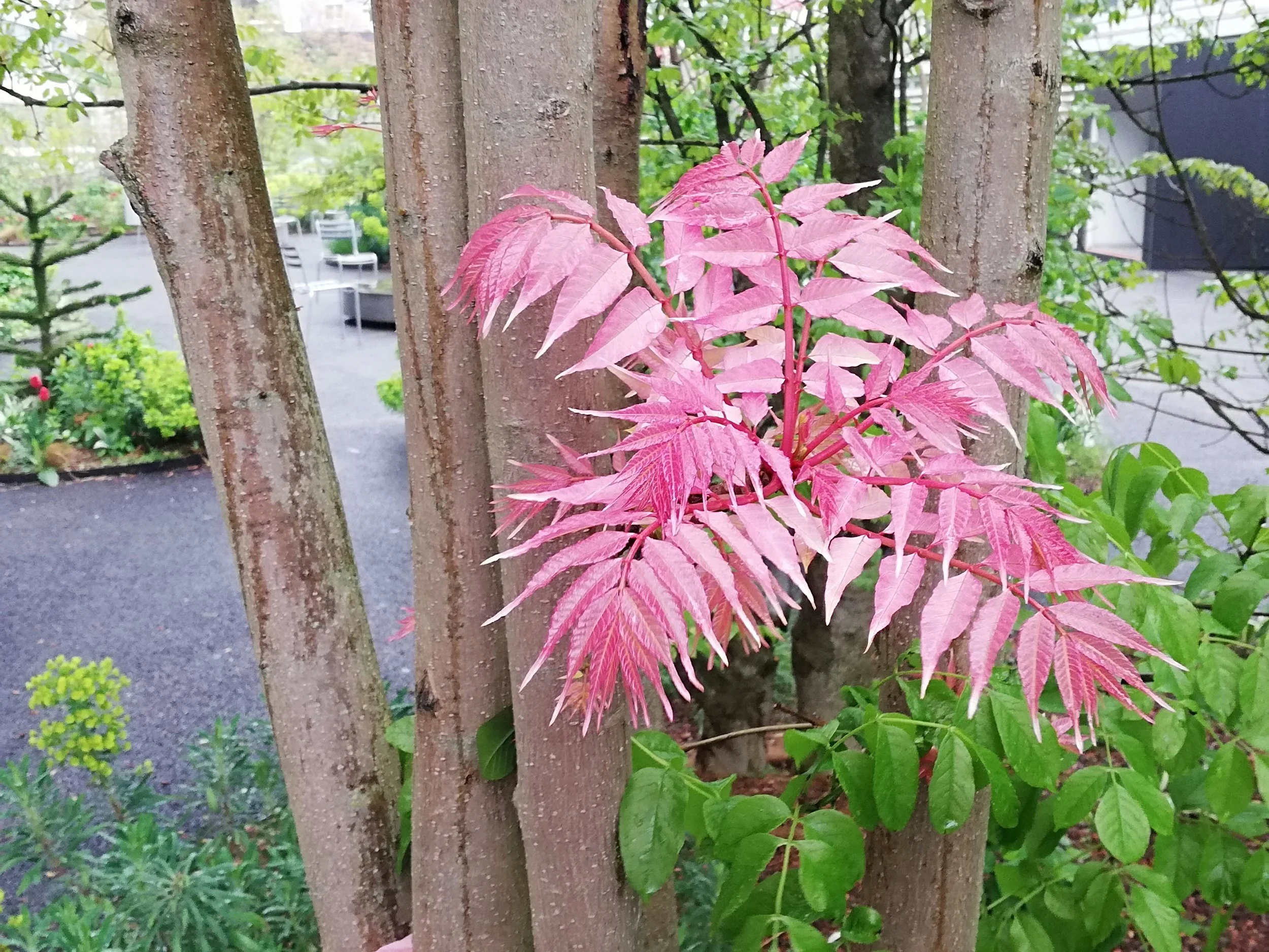 Toona sinensis Flamingo - 47.jpg