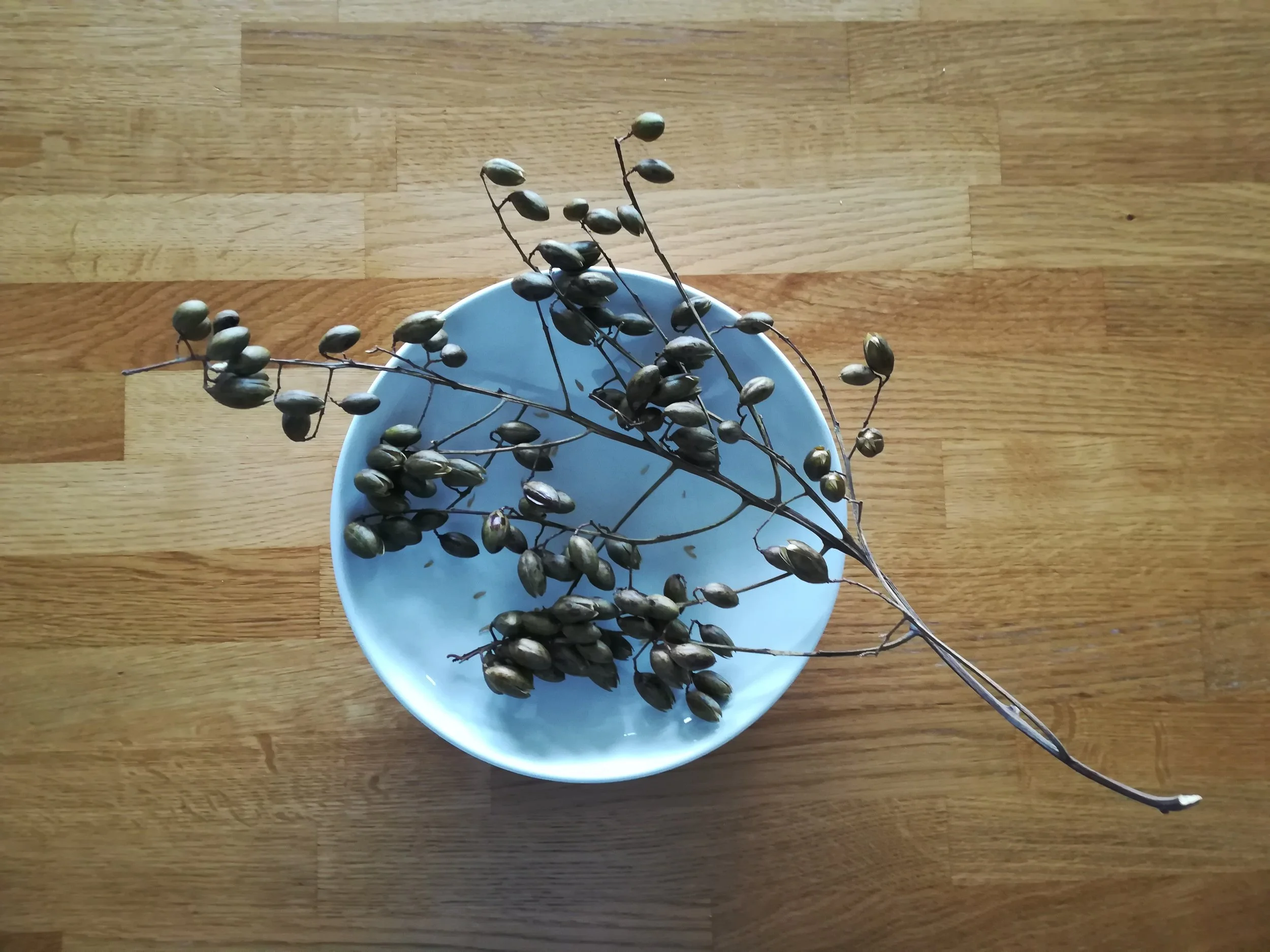 Toona sinensis Samen - 03.jpg