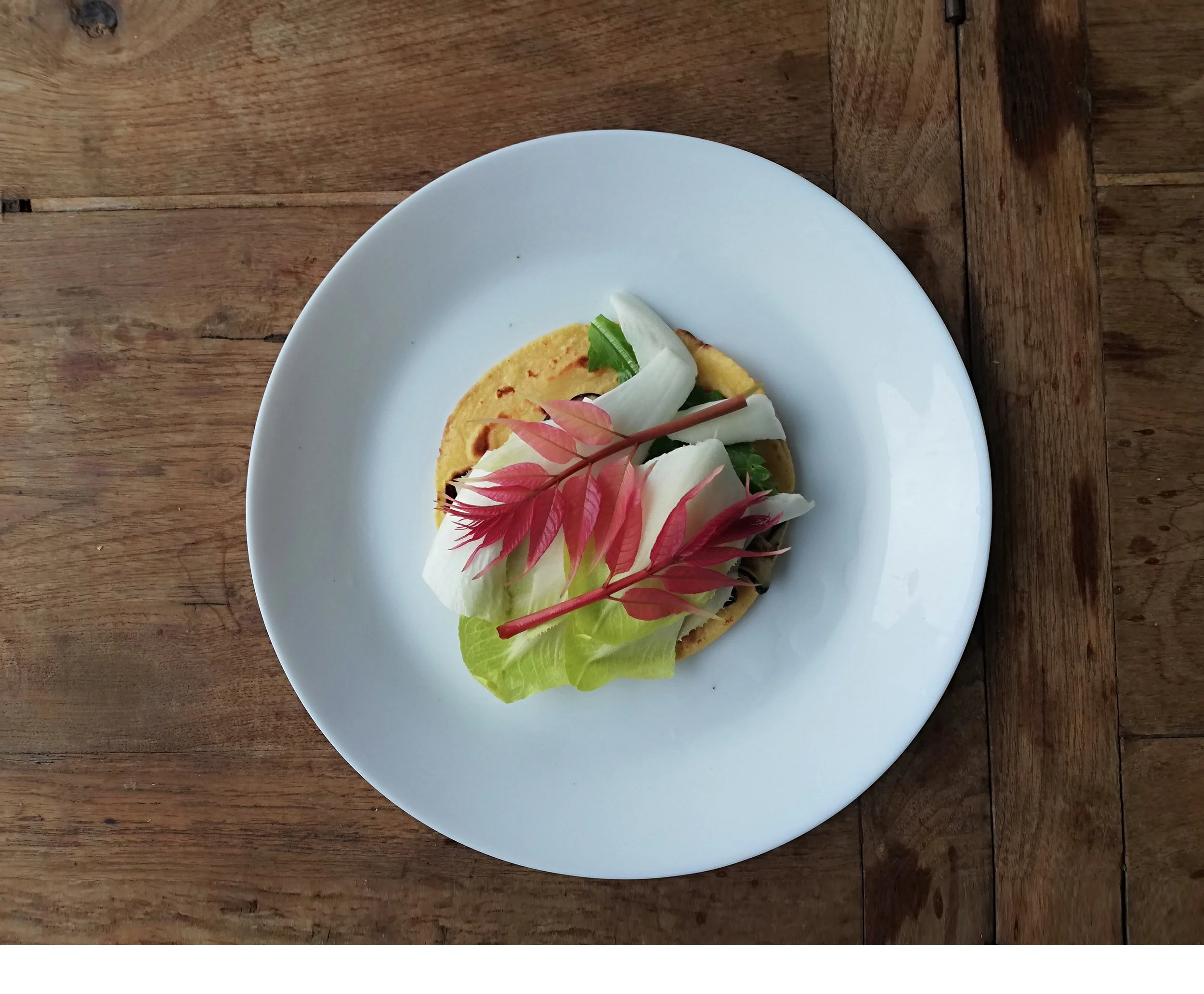 Toona sinensis Flamingo - 55.jpg