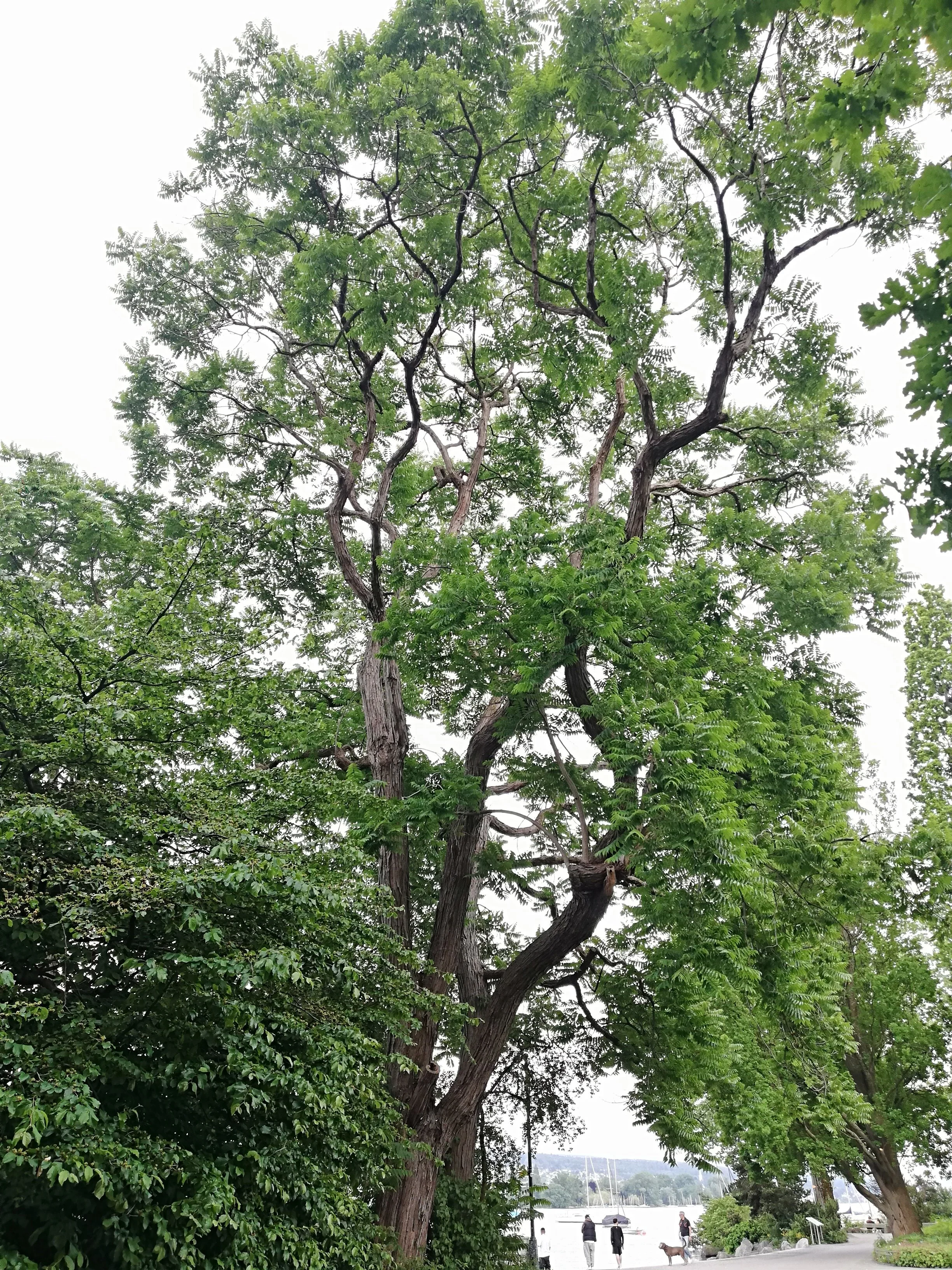 Toona sinensis - 21.jpg